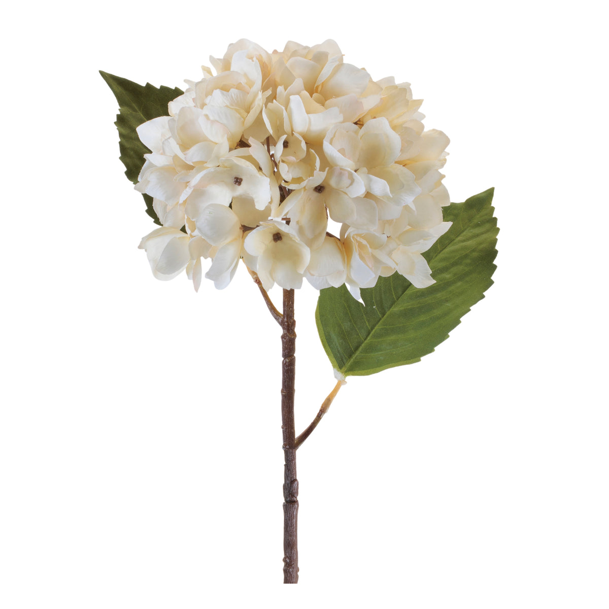 Hydrangea Stem