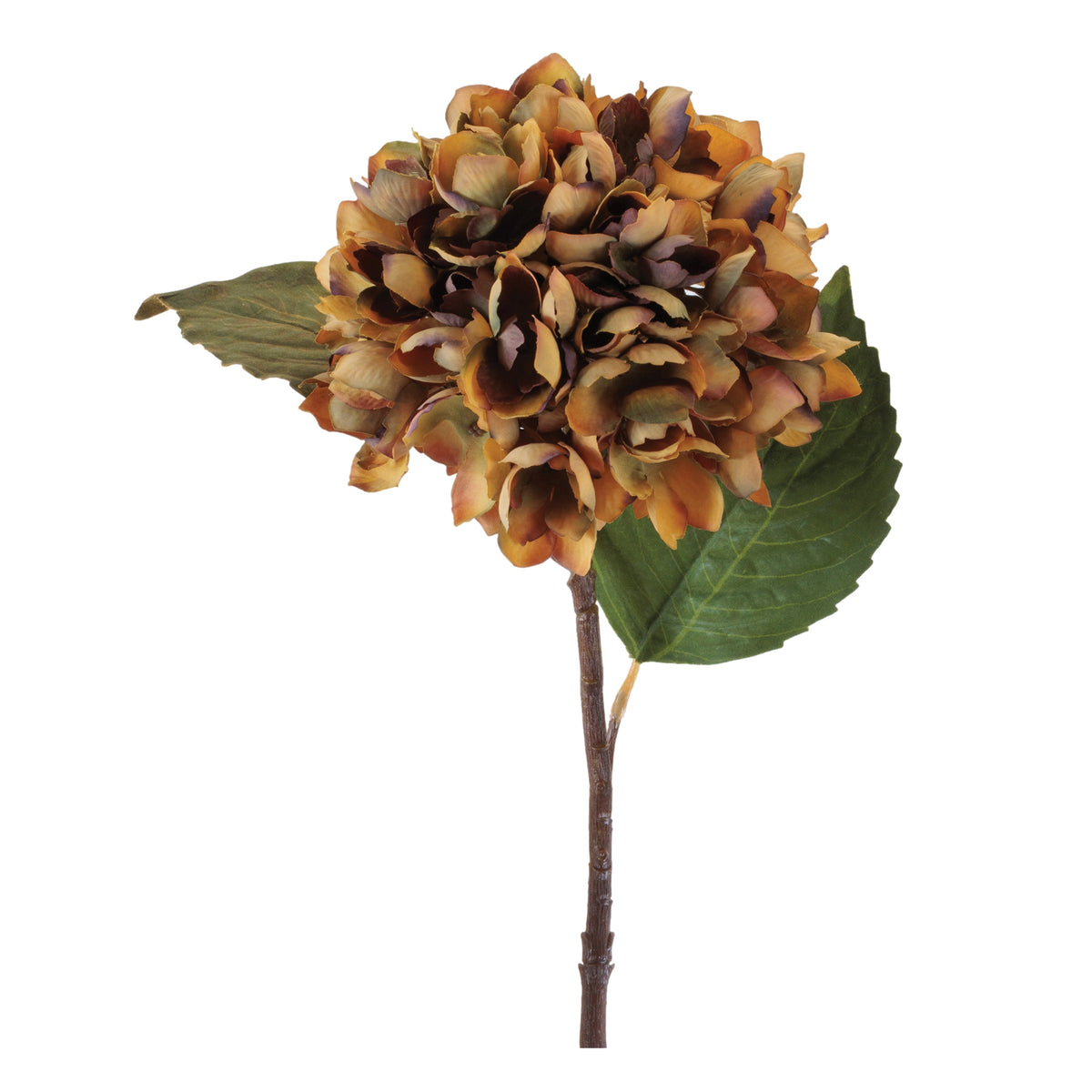 Hydrangea Stem