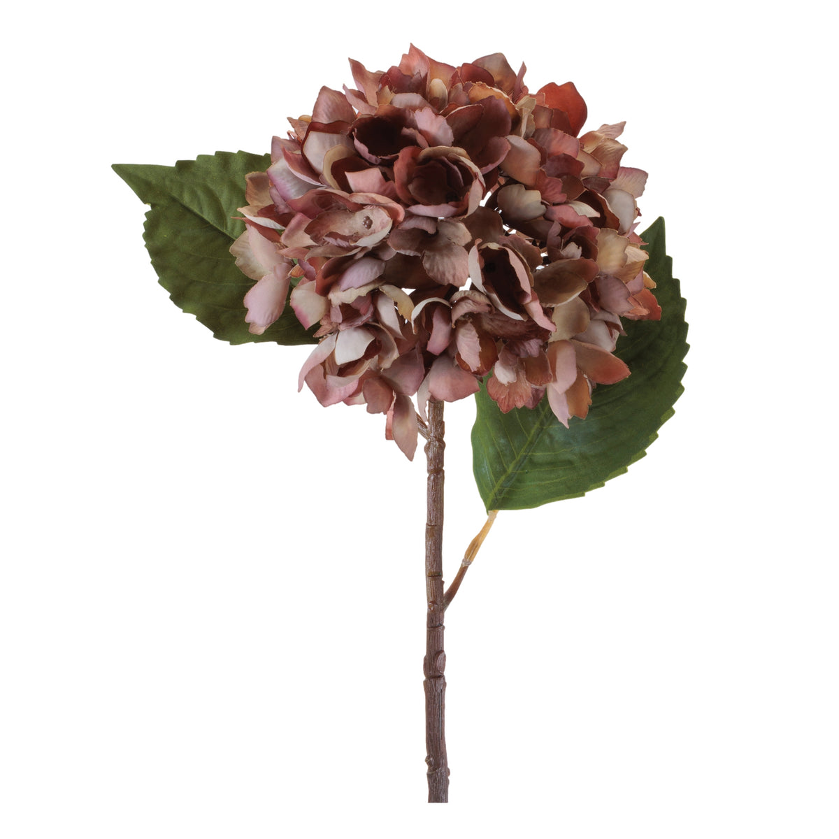 Hydrangea Stem