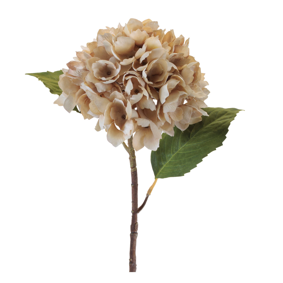 Hydrangea Stem
