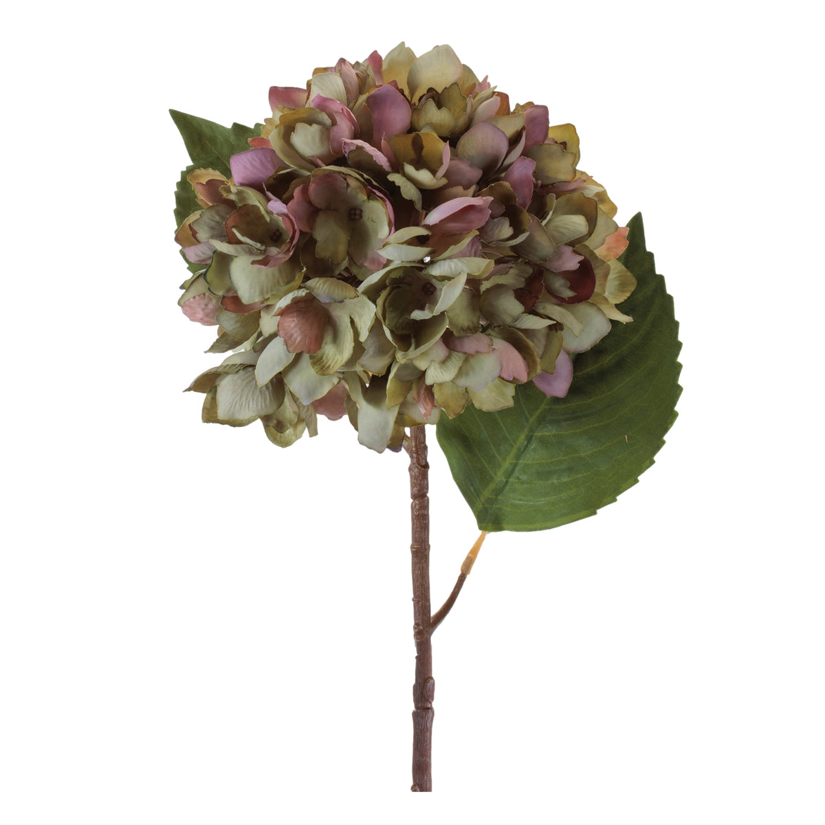 Hydrangea Stem