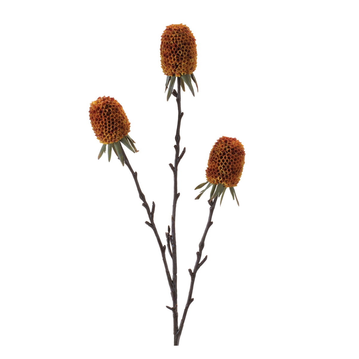 Protea Spray