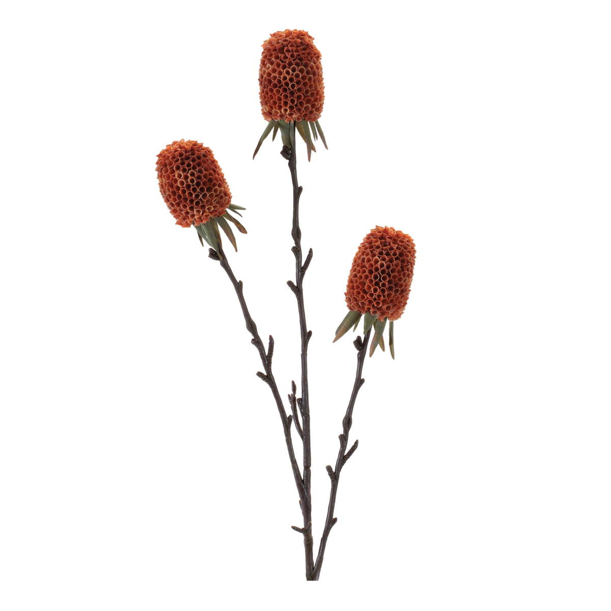 Protea Spray
