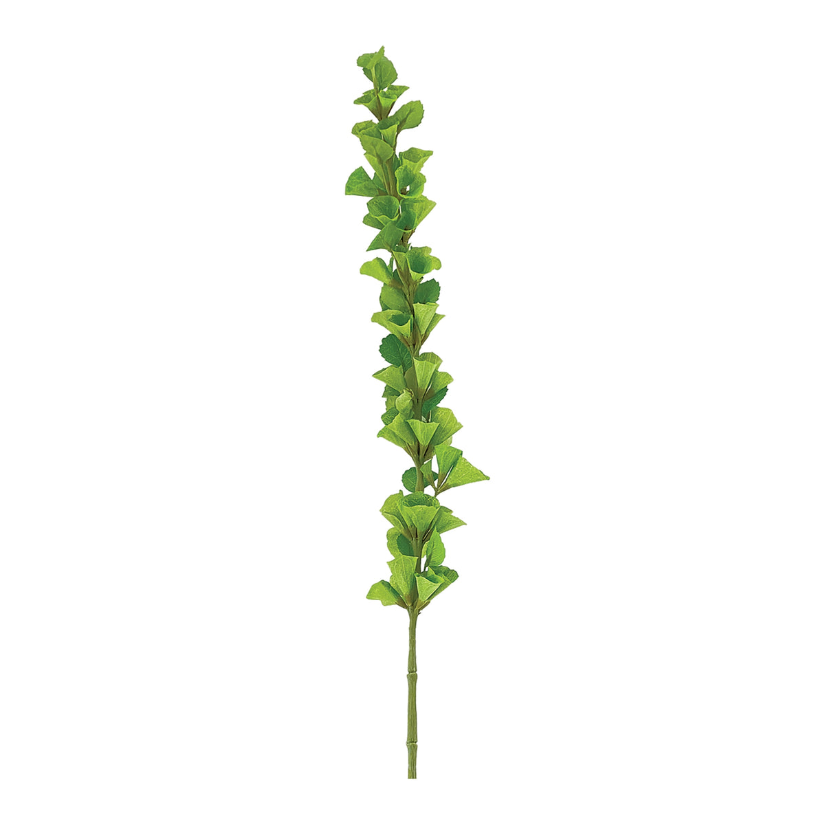 Bells of Ireland Stem