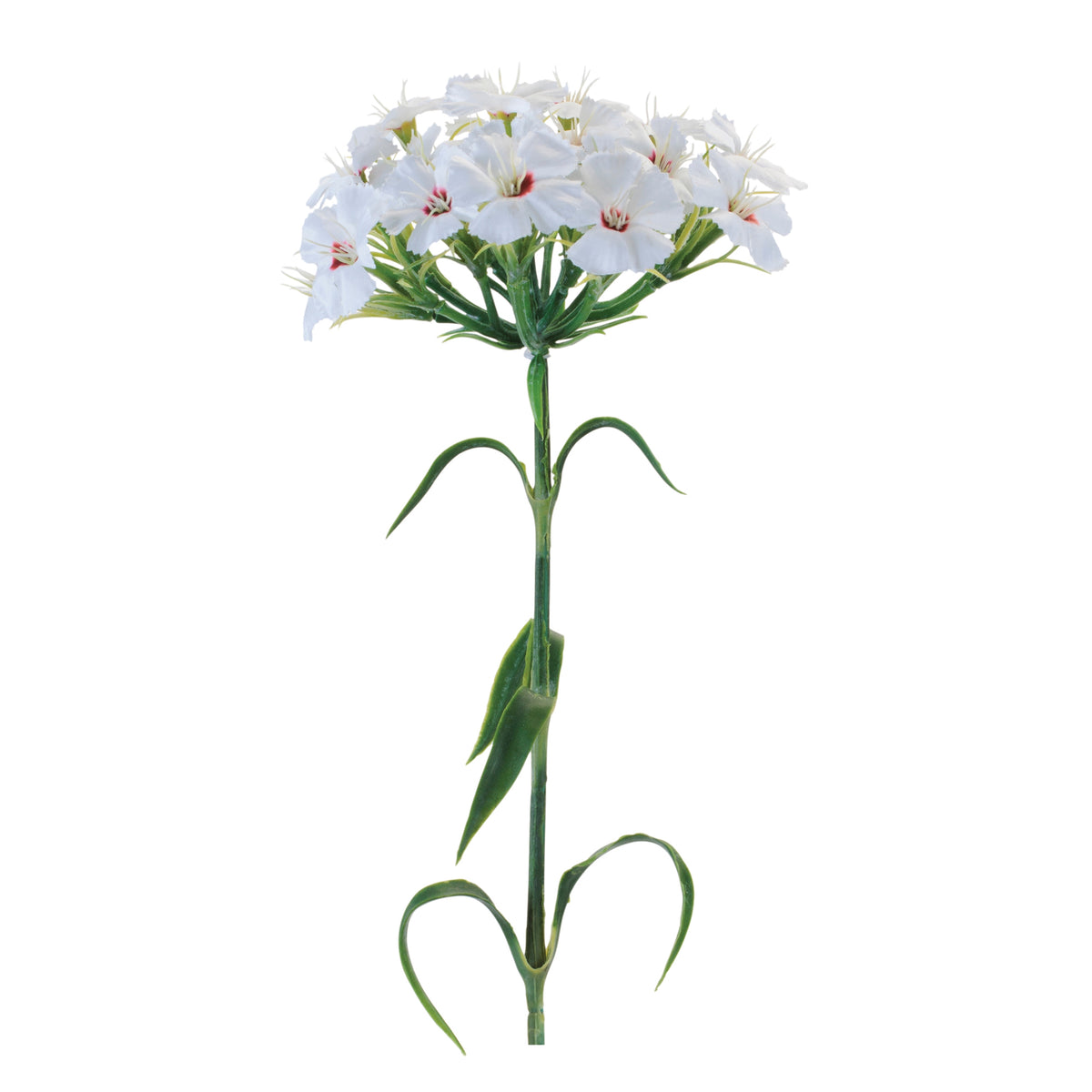 Phlox Stem