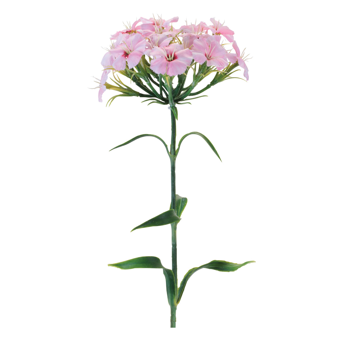 Phlox Stem