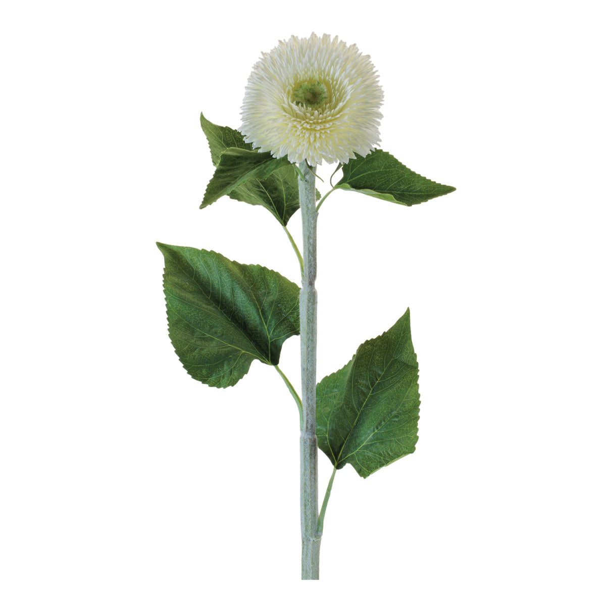 Teddy Bear Sunflower Stem
