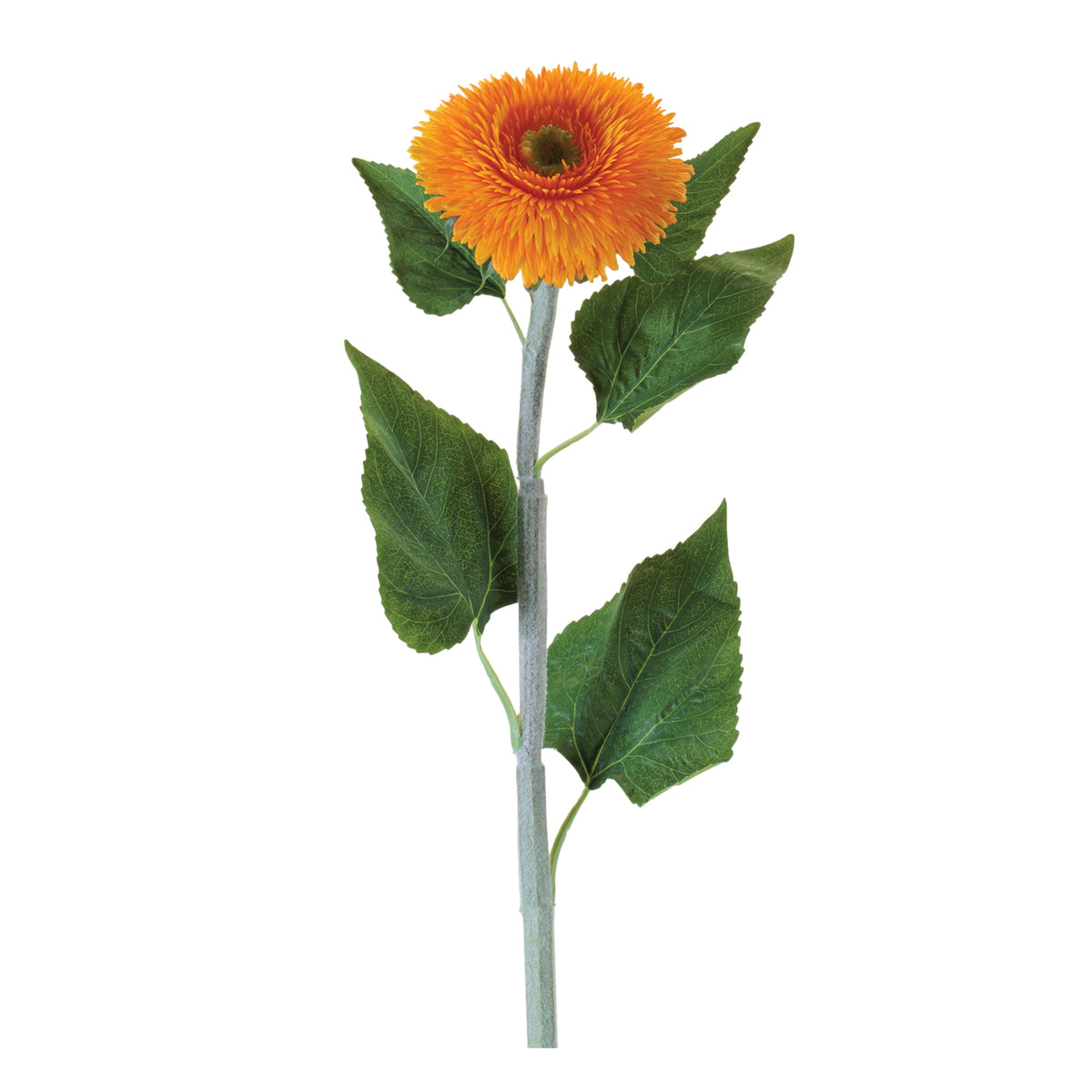 Teddy Bear Sunflower Stem