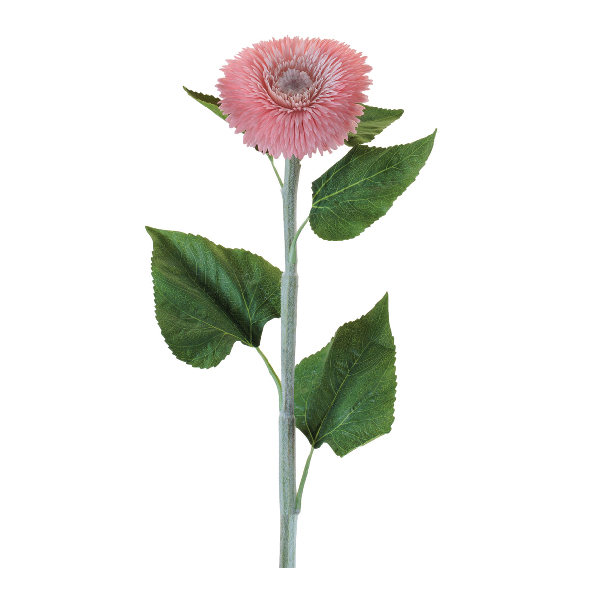 Teddy Bear Sunflower Stem