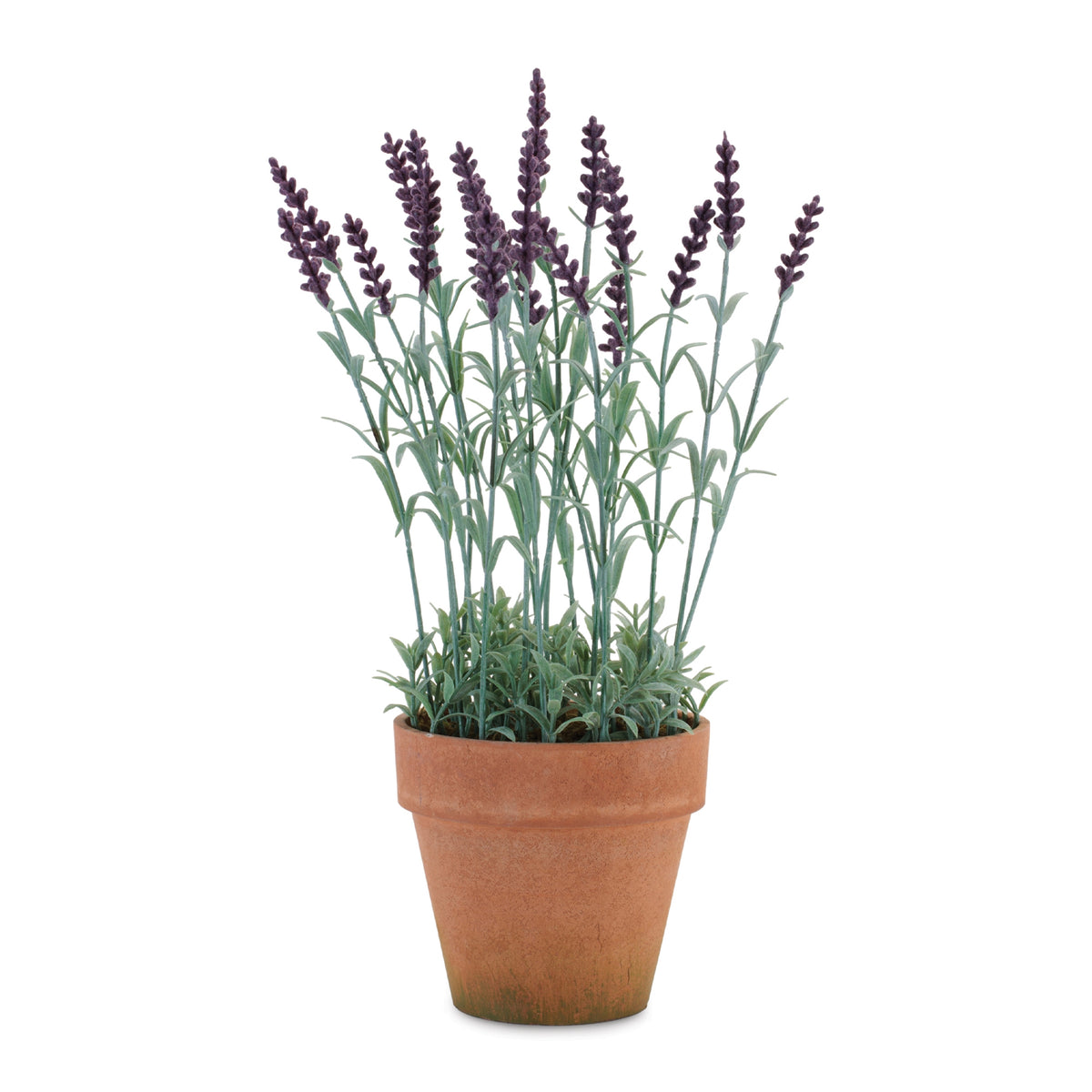 Potted Lavender