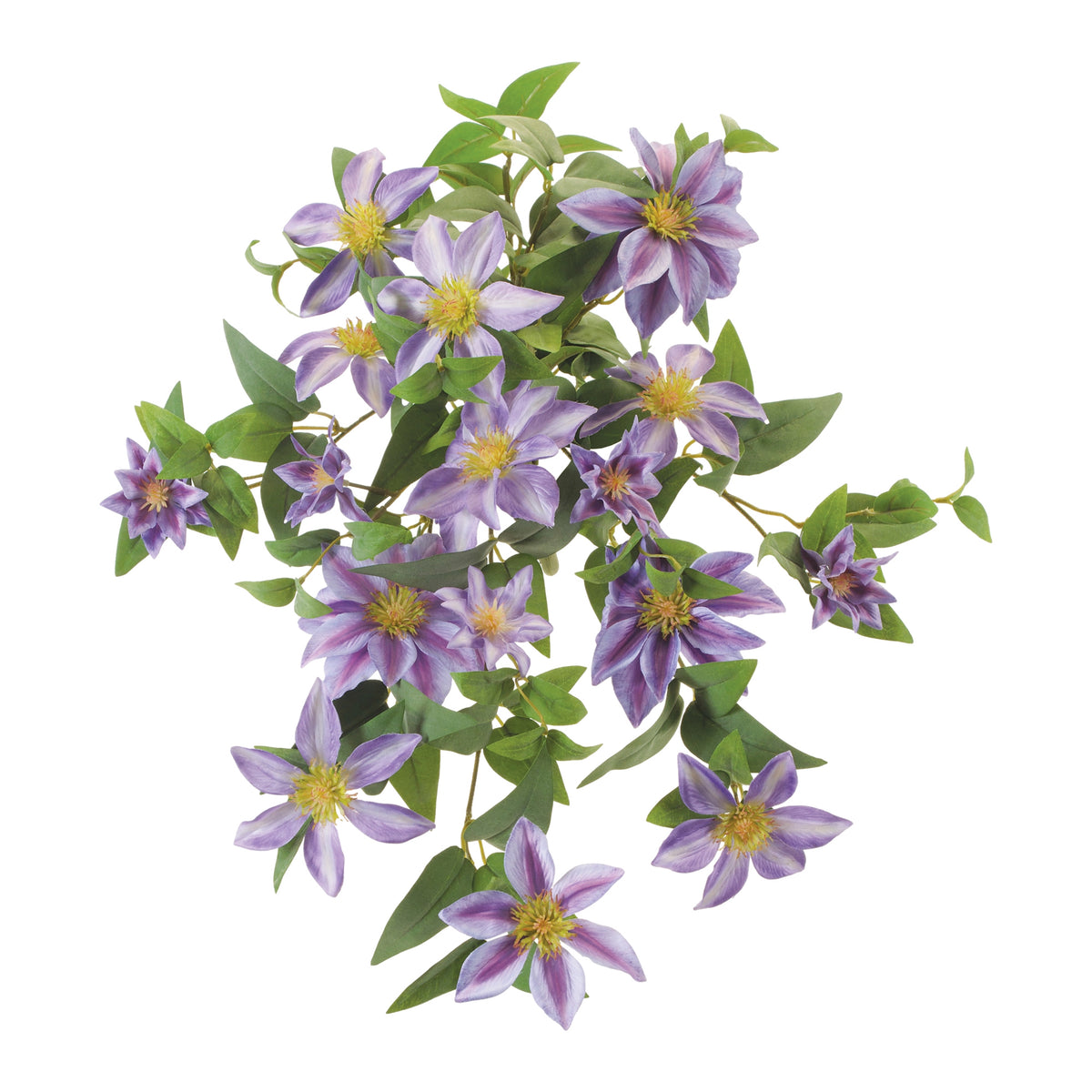 Clematis Vine