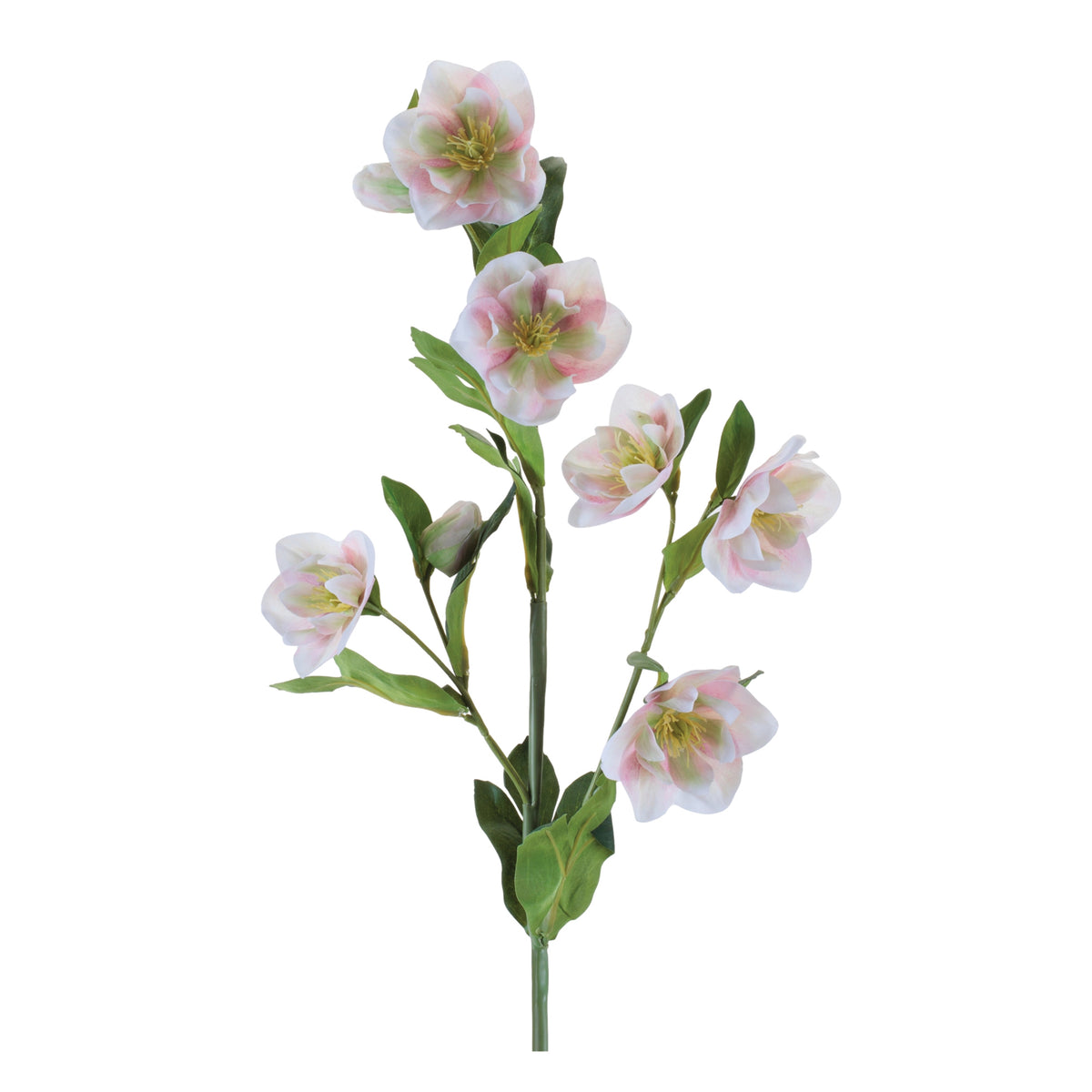 Helleborus Spray