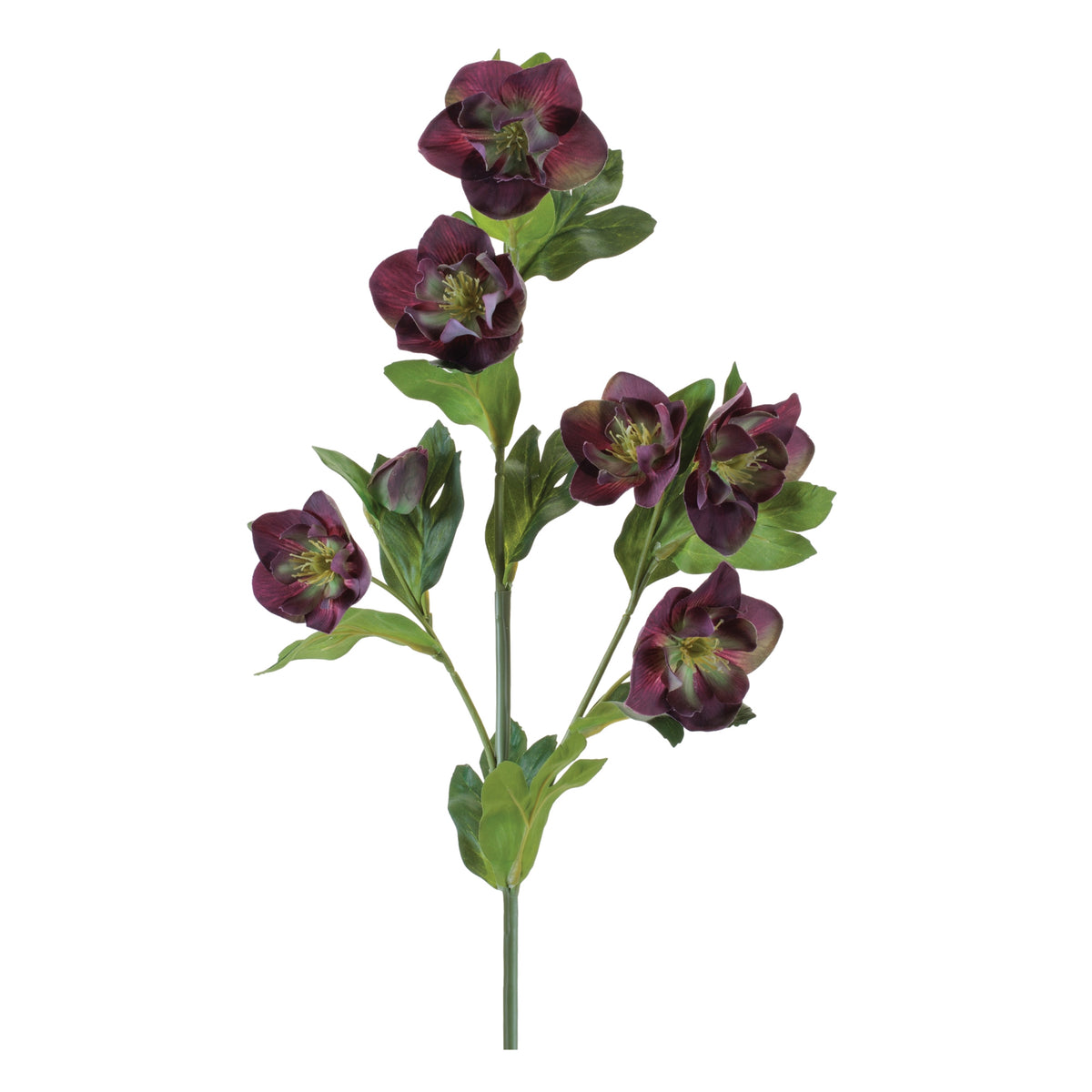 Helleborus Spray
