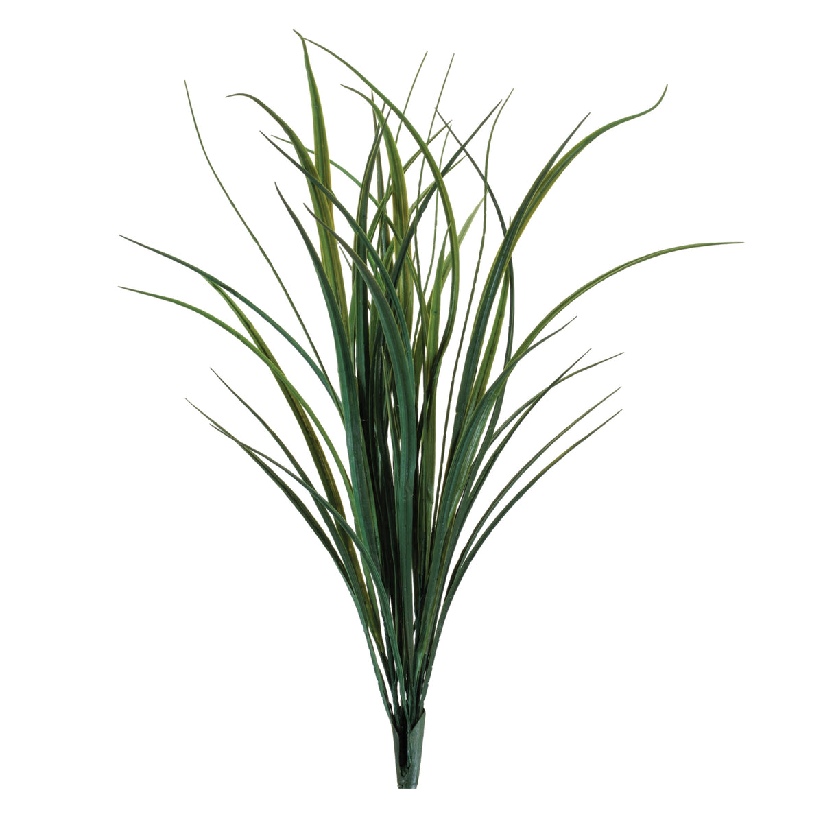 Himalayas Grass Bush