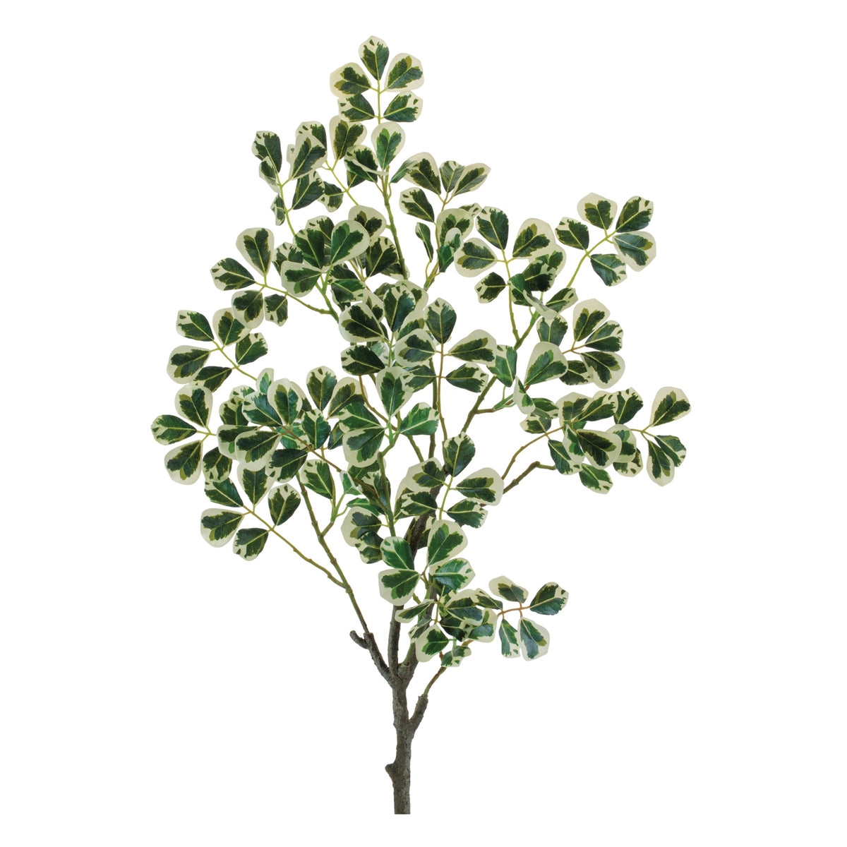 Variegated Ficus Spray