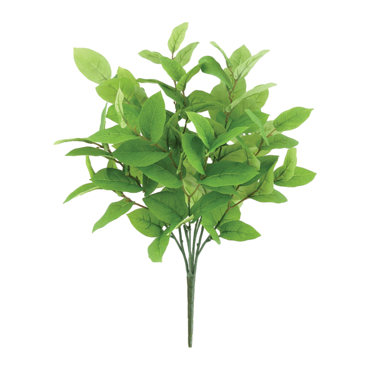 Tea Leaf Bush