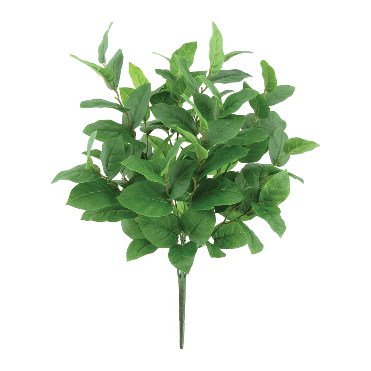 Tea Leaf Bush