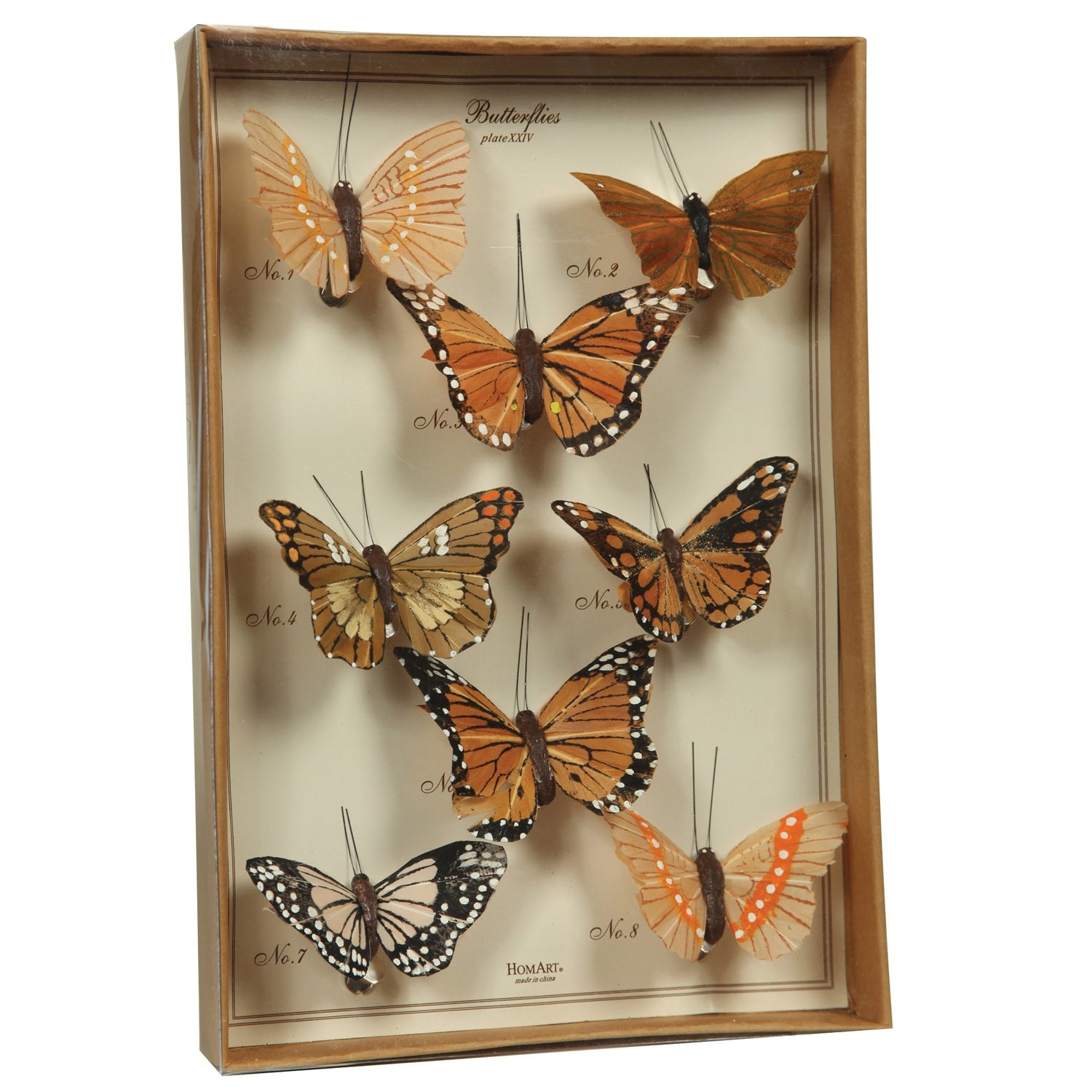 Butterfly Specimen Box - Brown