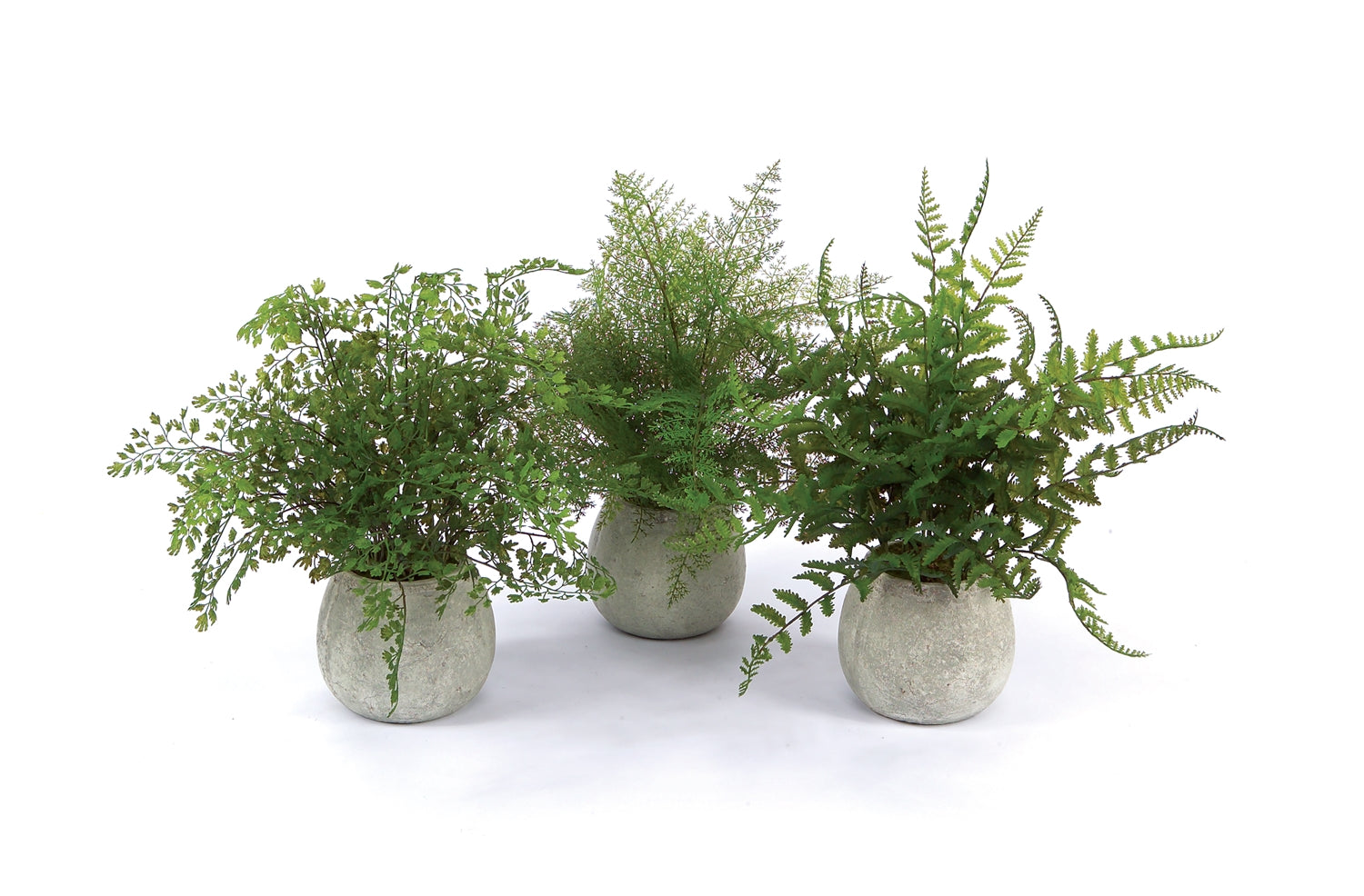 Potted Fern (3 Asst) 14"H