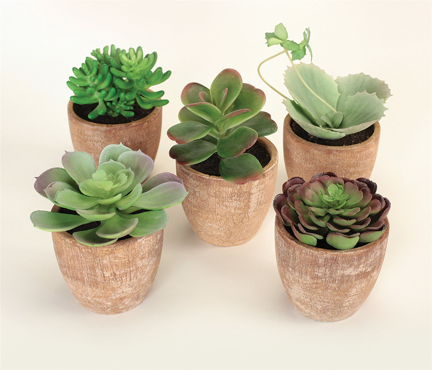 Potted Succulent (5 Asst) 4"H-7.5"H /Paper Cement