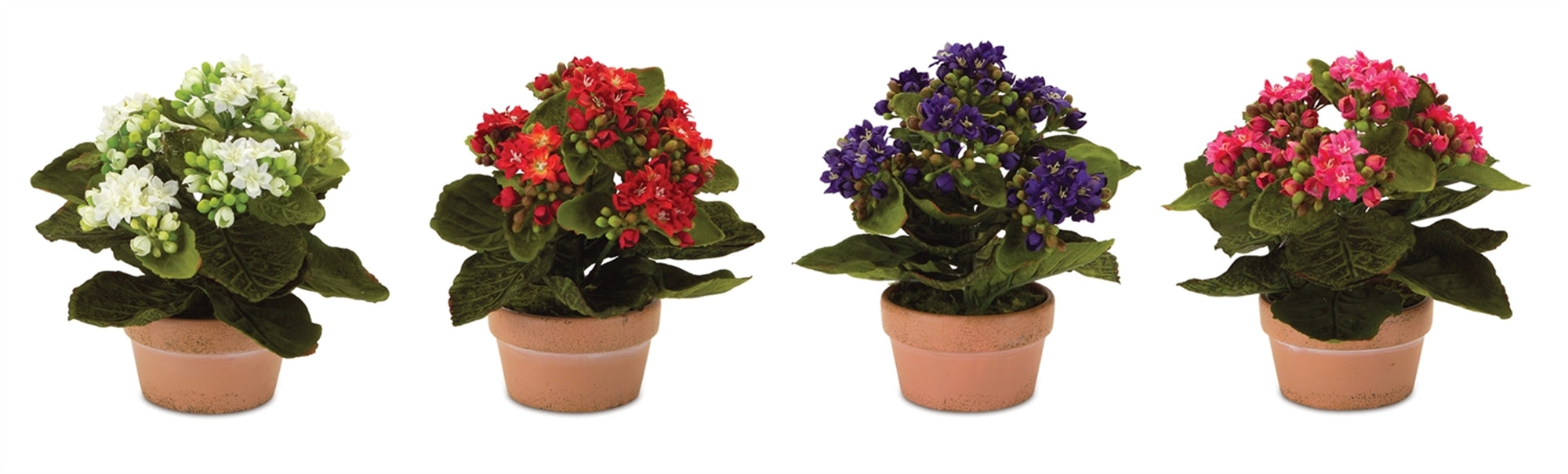 Kalanchoe w/Pot (4 Asst) 8”H Polyester