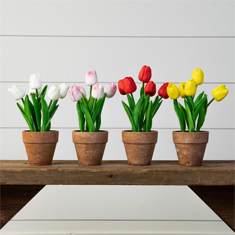 Potted Tulips, Asst