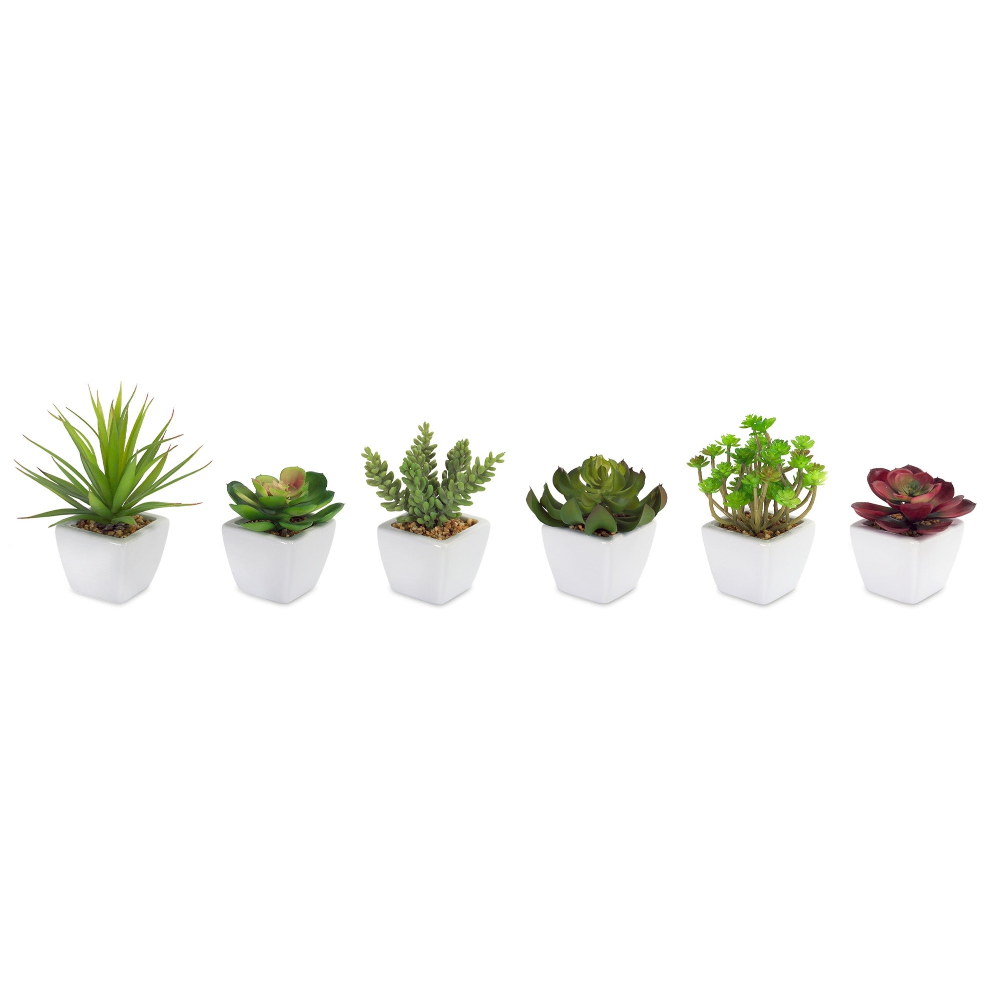 Potted Succulent (6 Asst) 7"H Ceramic/