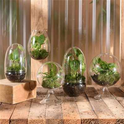Round Sphere Terrarium (Sm)