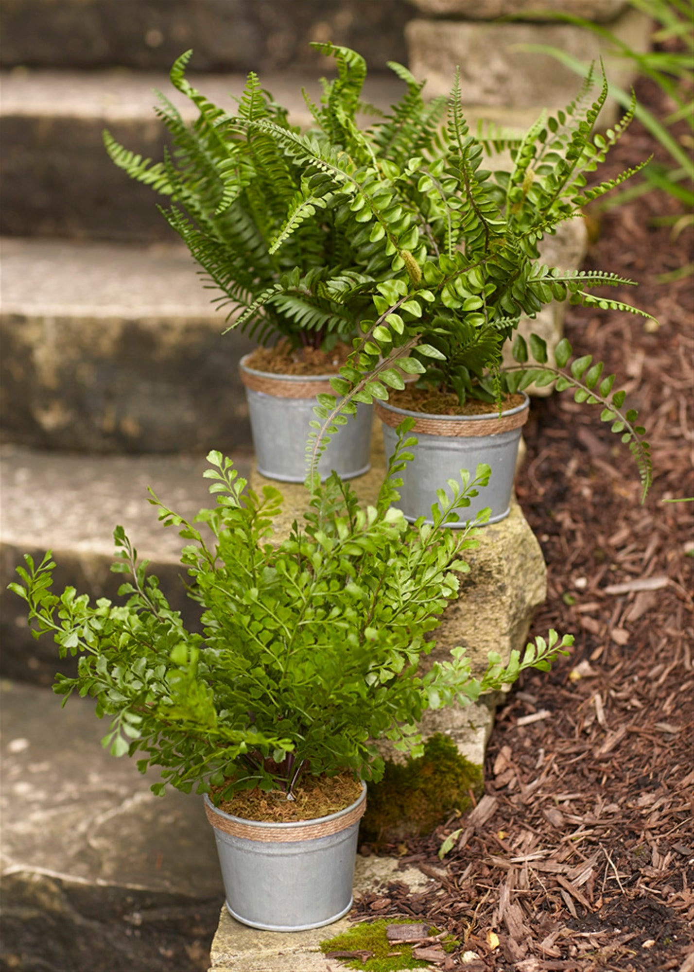 Potted Fern (3 Asst) 14.5"H /Tin