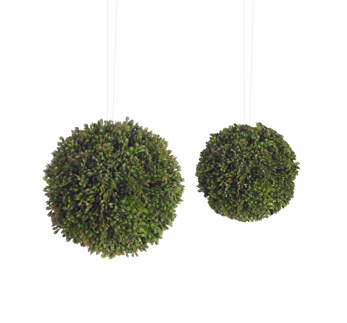 Sedum Orbs (S/2)