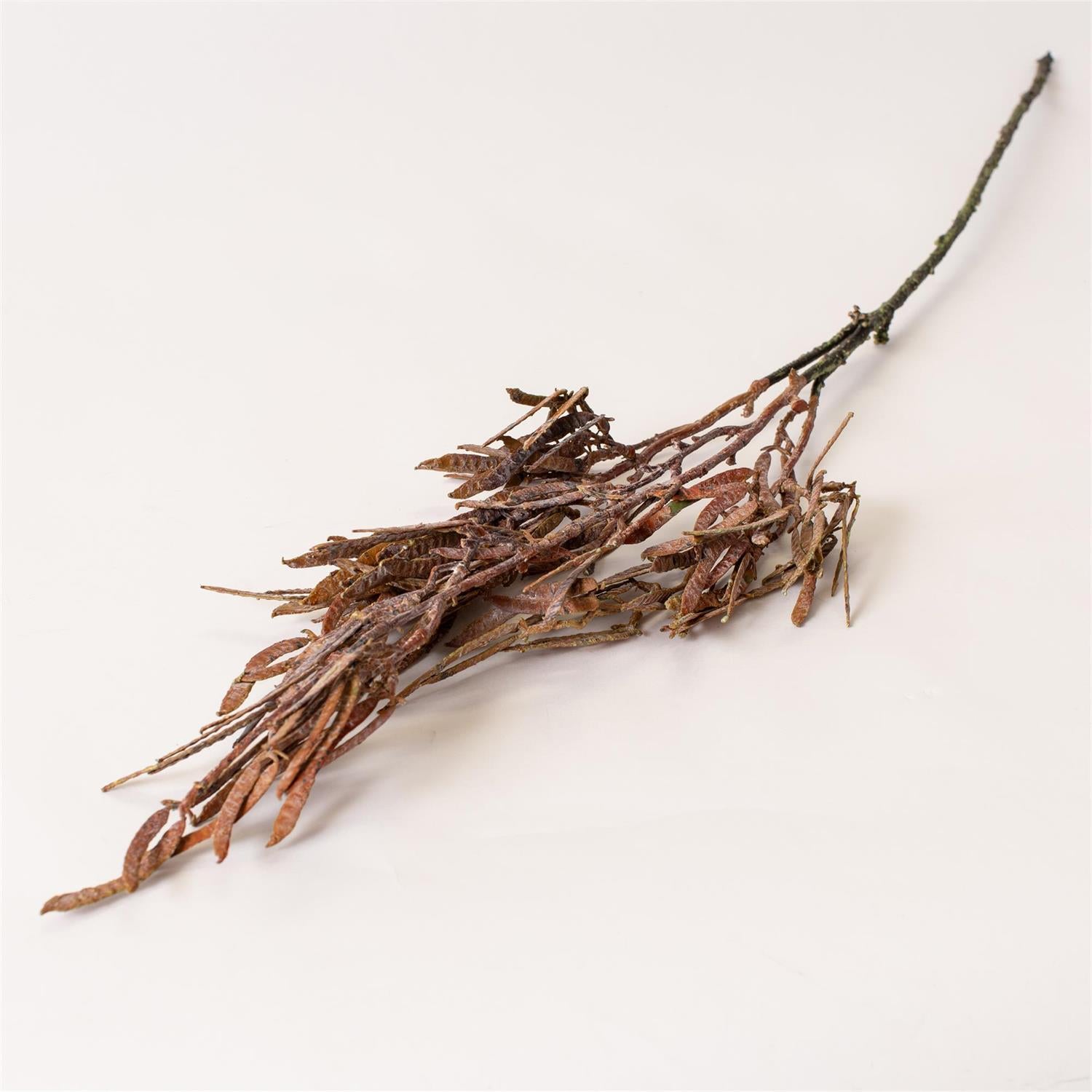 Stem - Halidrys Siliquosa Plum Gold