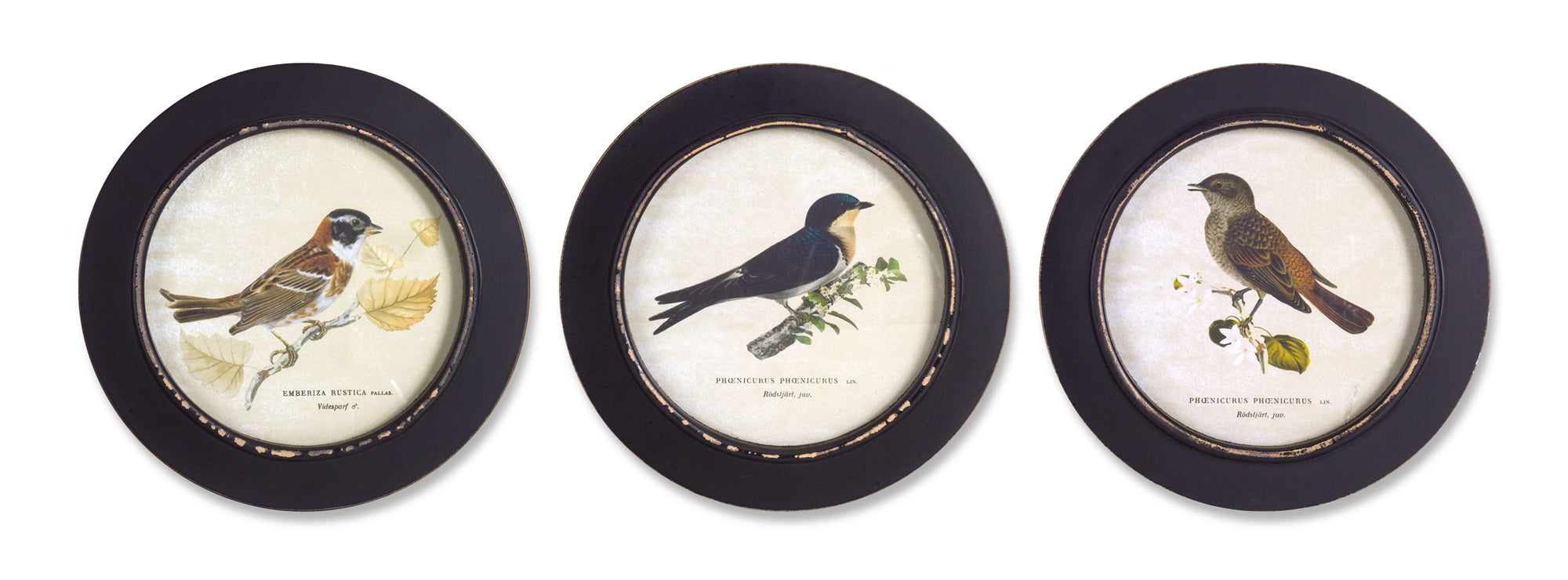 Framed Bird Print (3 Asst) 9.5"D Wood