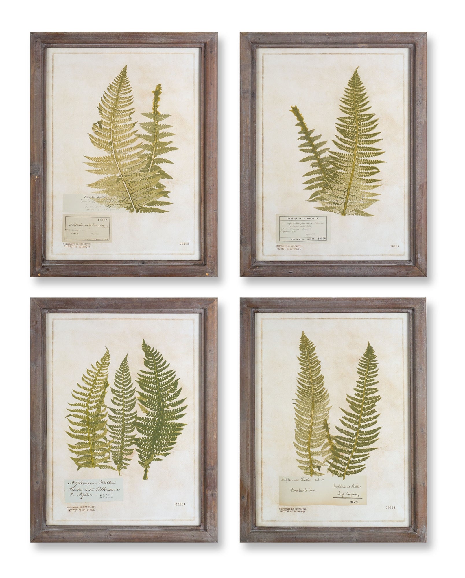 Framed Fern Print (4 Asst) 17.75"L x 23.5"H Wood/Glass