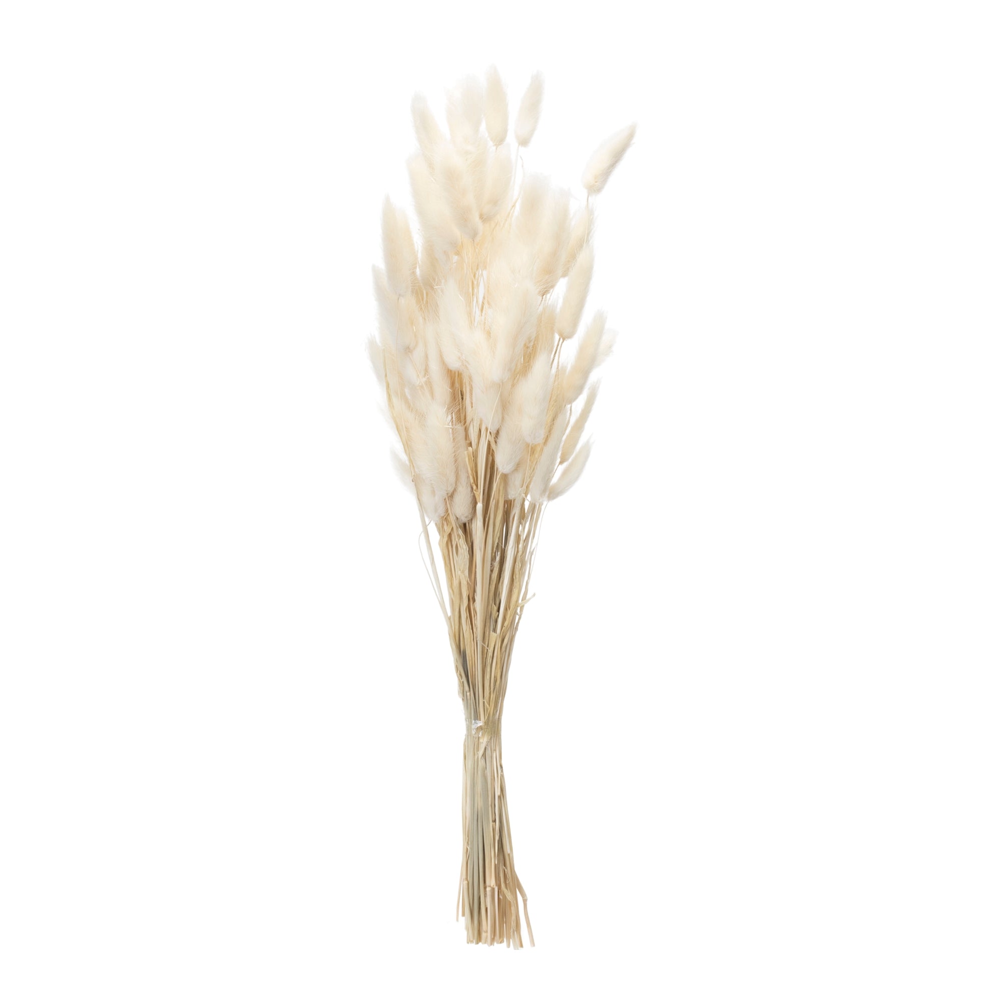 Bunny Tail Bundle 32.5"H Natural