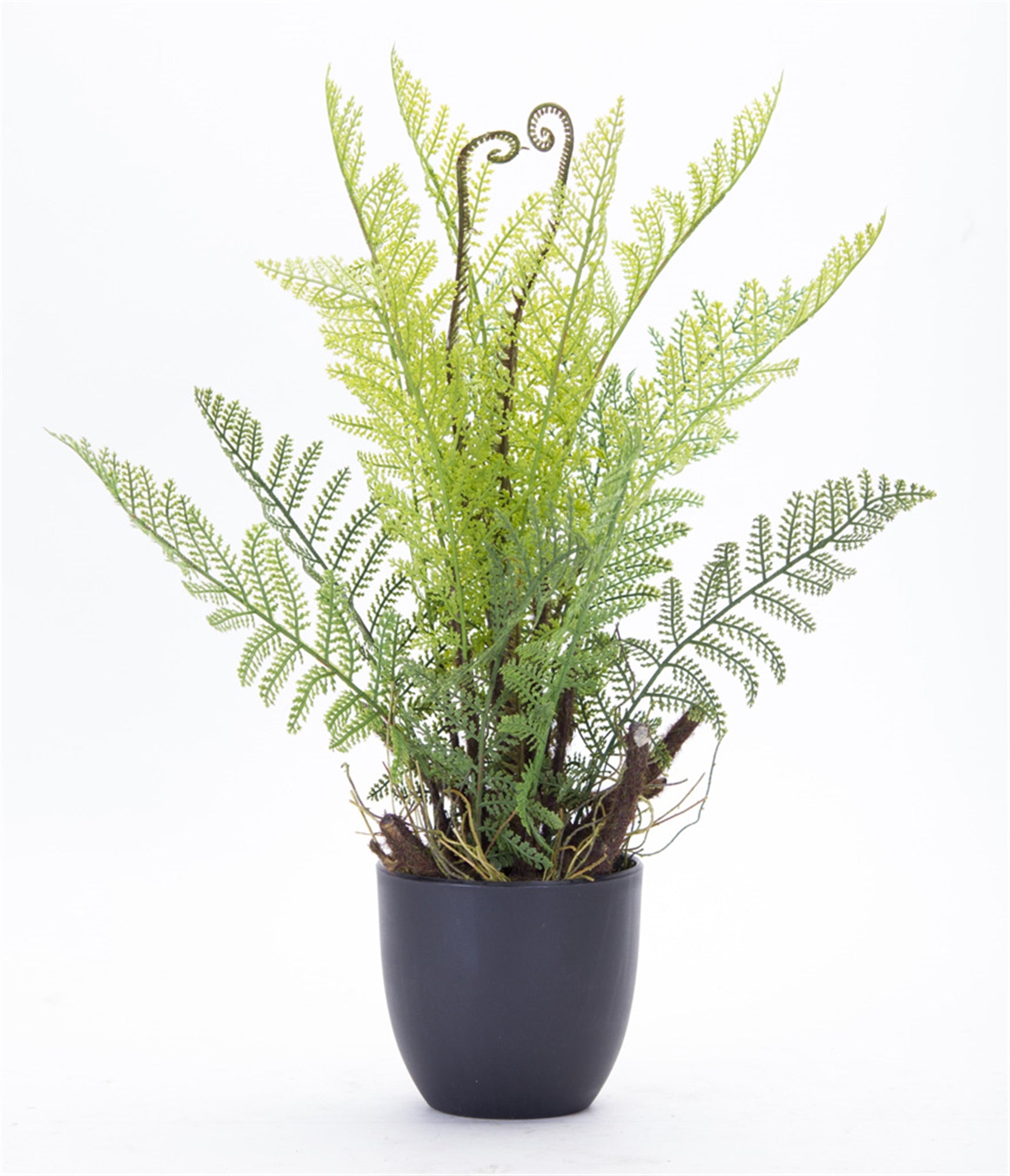 Fern Potted 11"D x 18"H