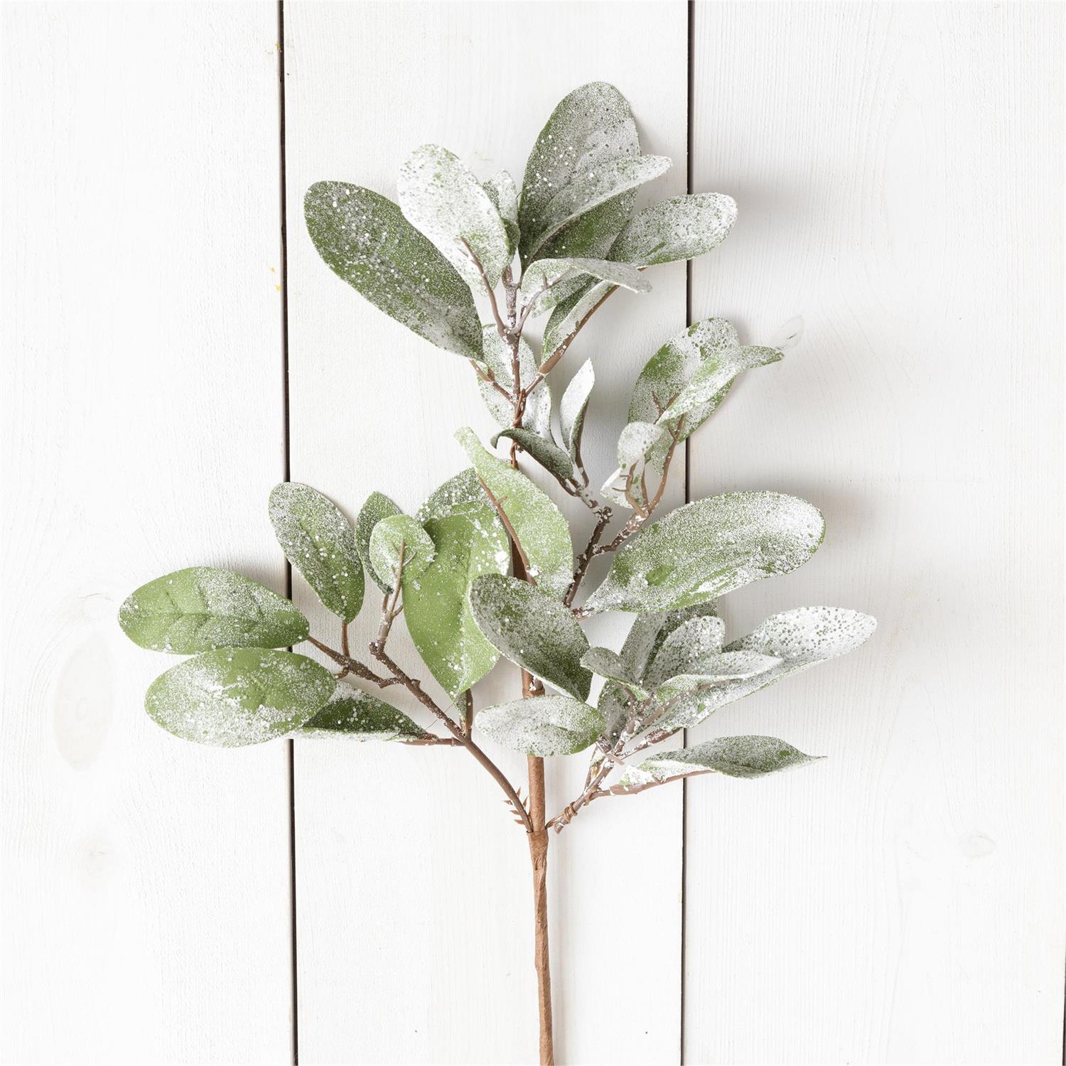 Pick - Frosted Lambs Ear