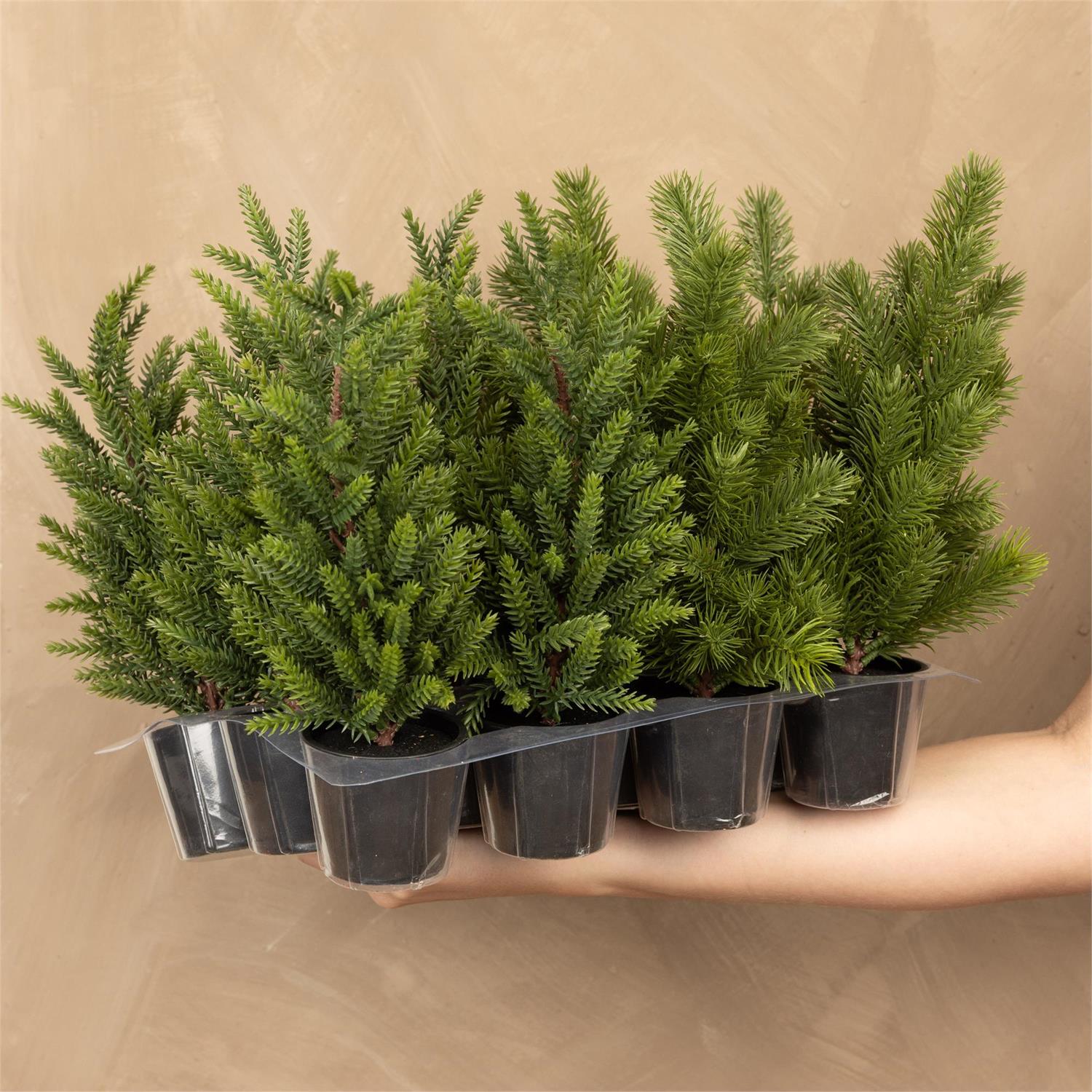 Premade - Tree Mini Assorted Pine (2 Styles)