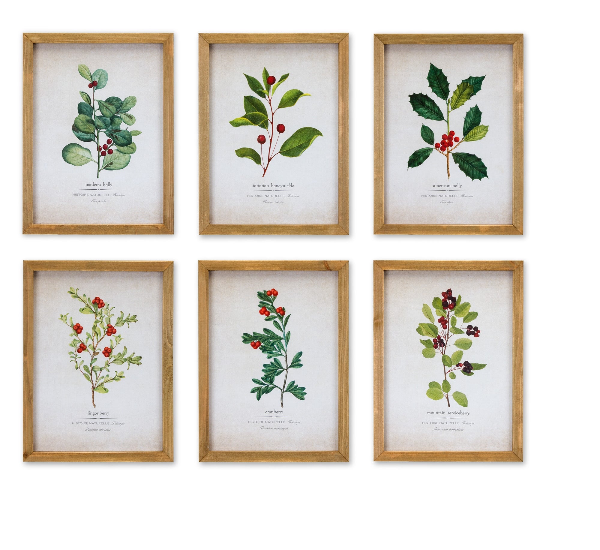 Framed Winter Foliage (6 Asst) 10.5"L x 14.25"H Paper/Wood/Glass