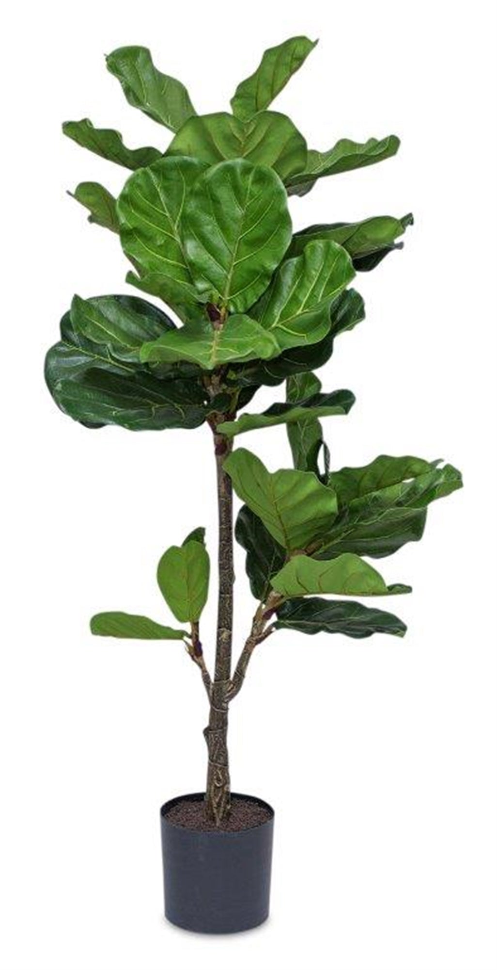 Potted Fiddle Leaf Fig 56"H Polyester/