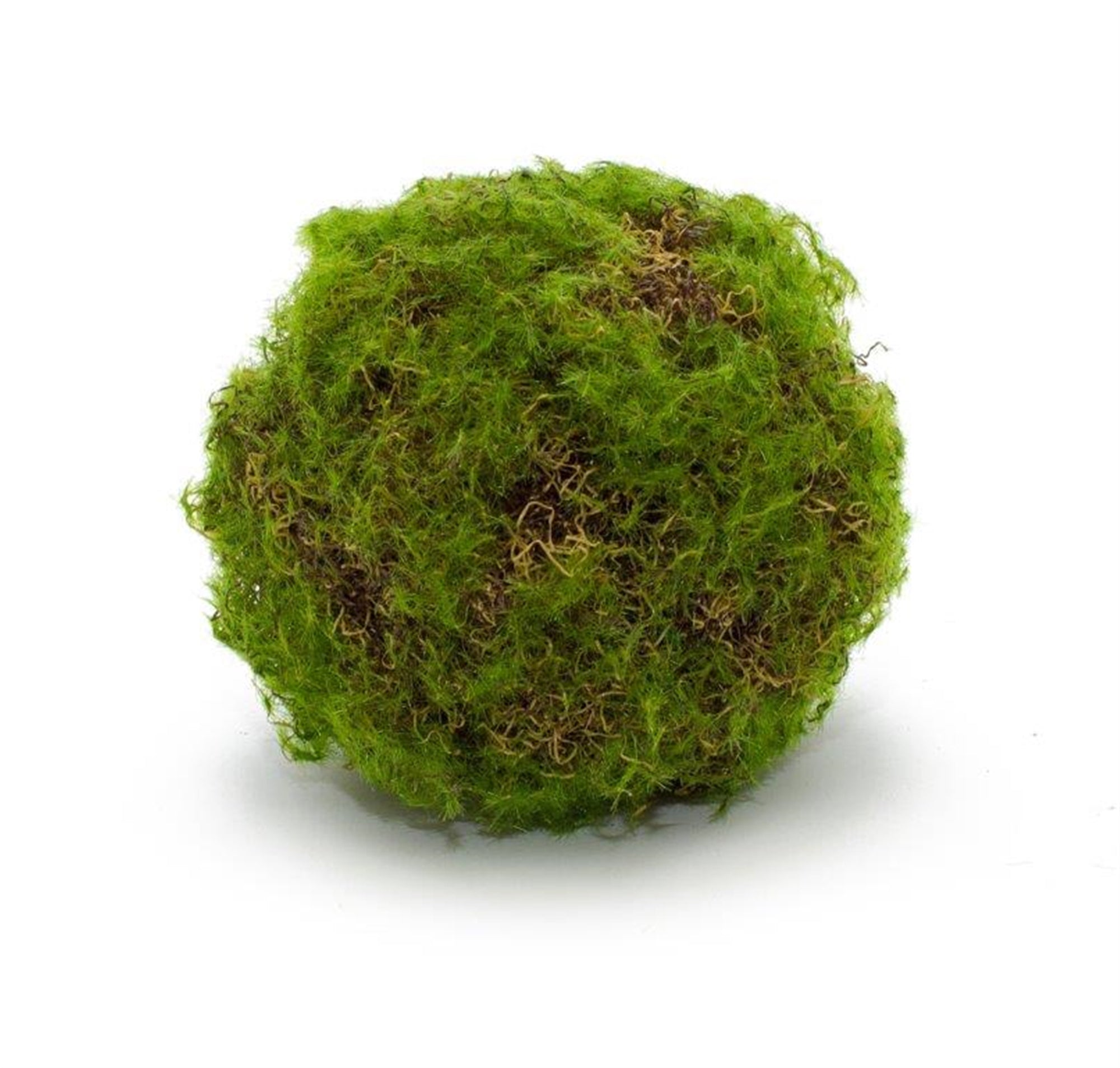 Moss Ball 4.75"D