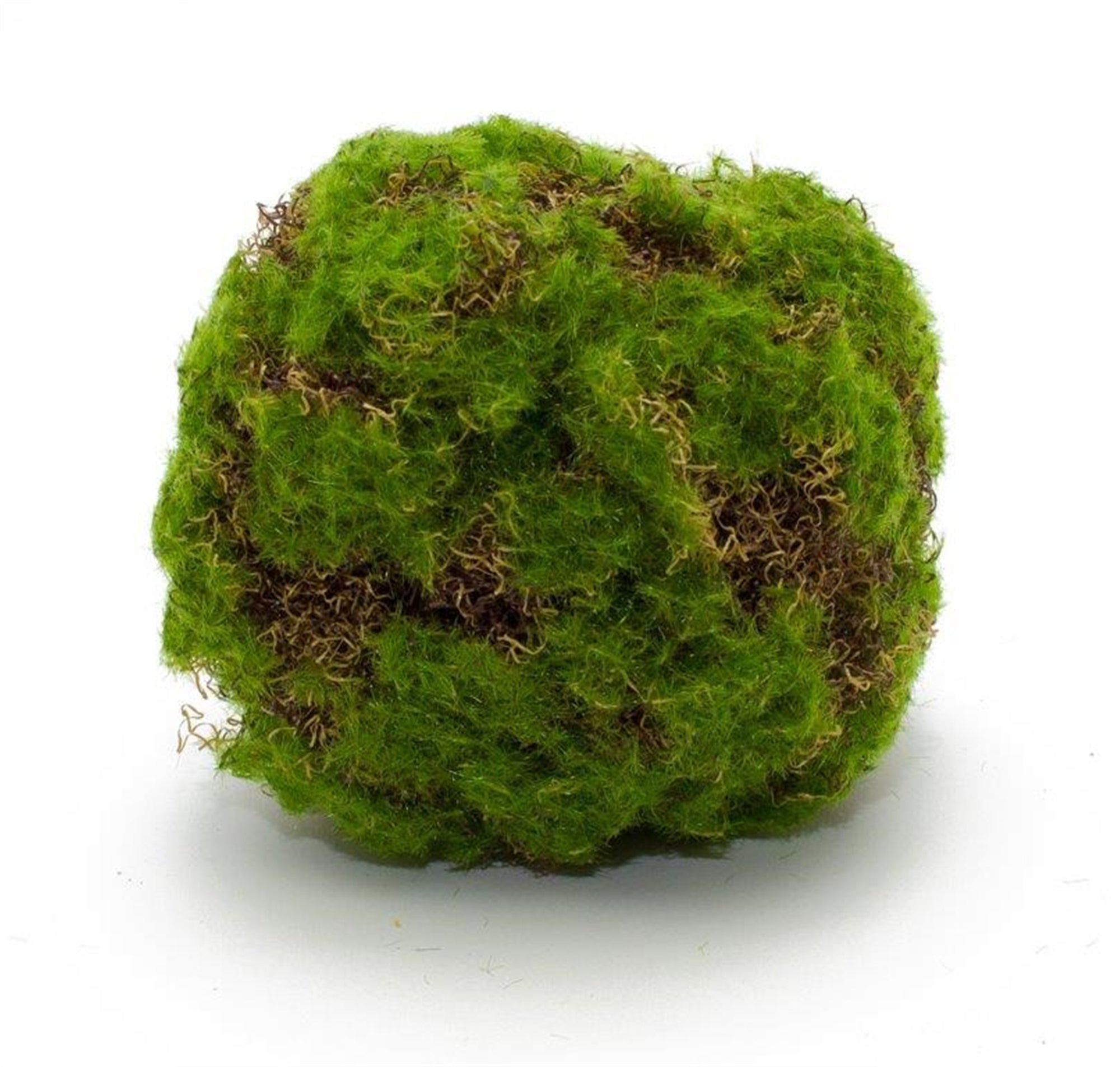 Moss Ball 5.5"D