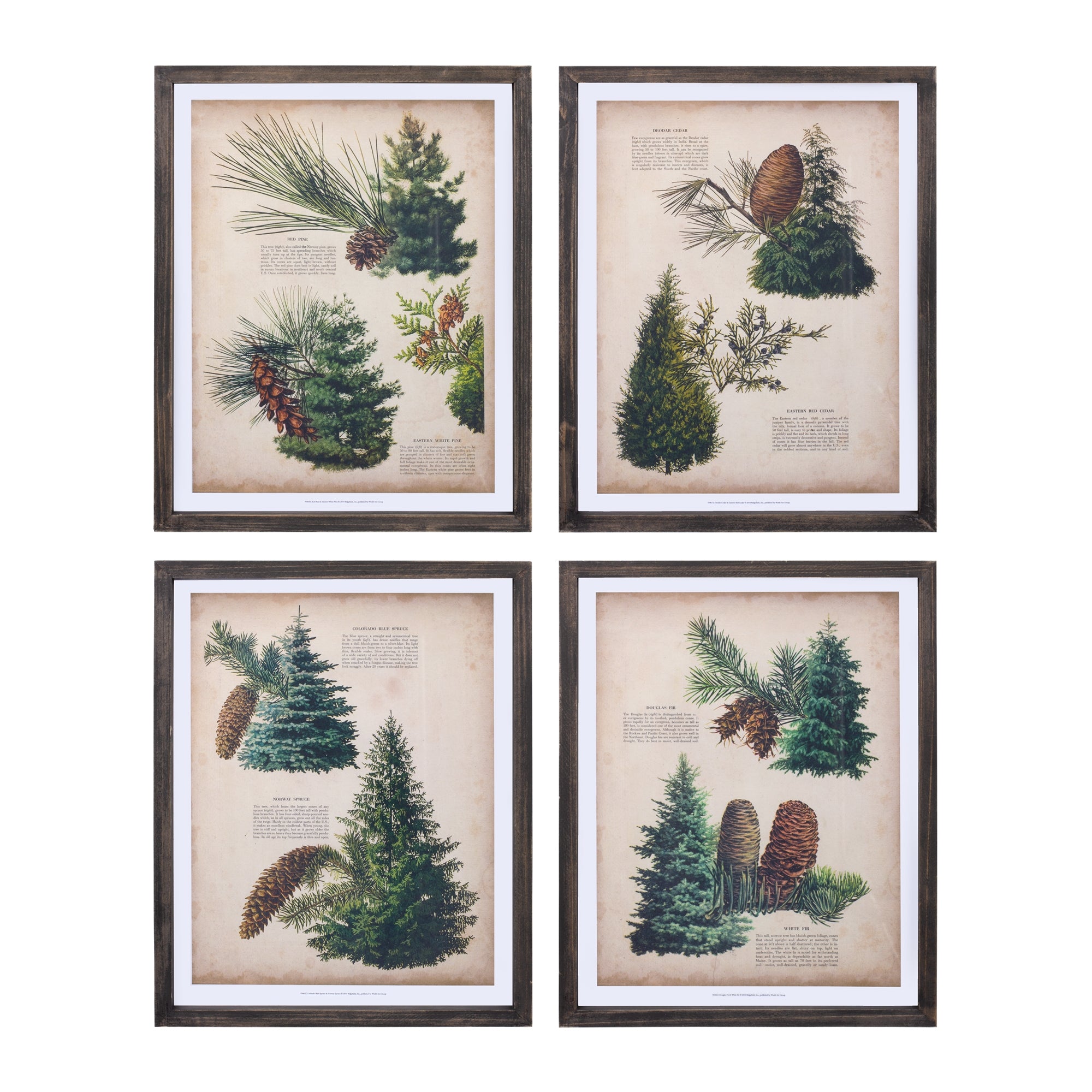 Pine Print Frame (4 Asst) 11.75"L x 15.25"H Wood/Wood