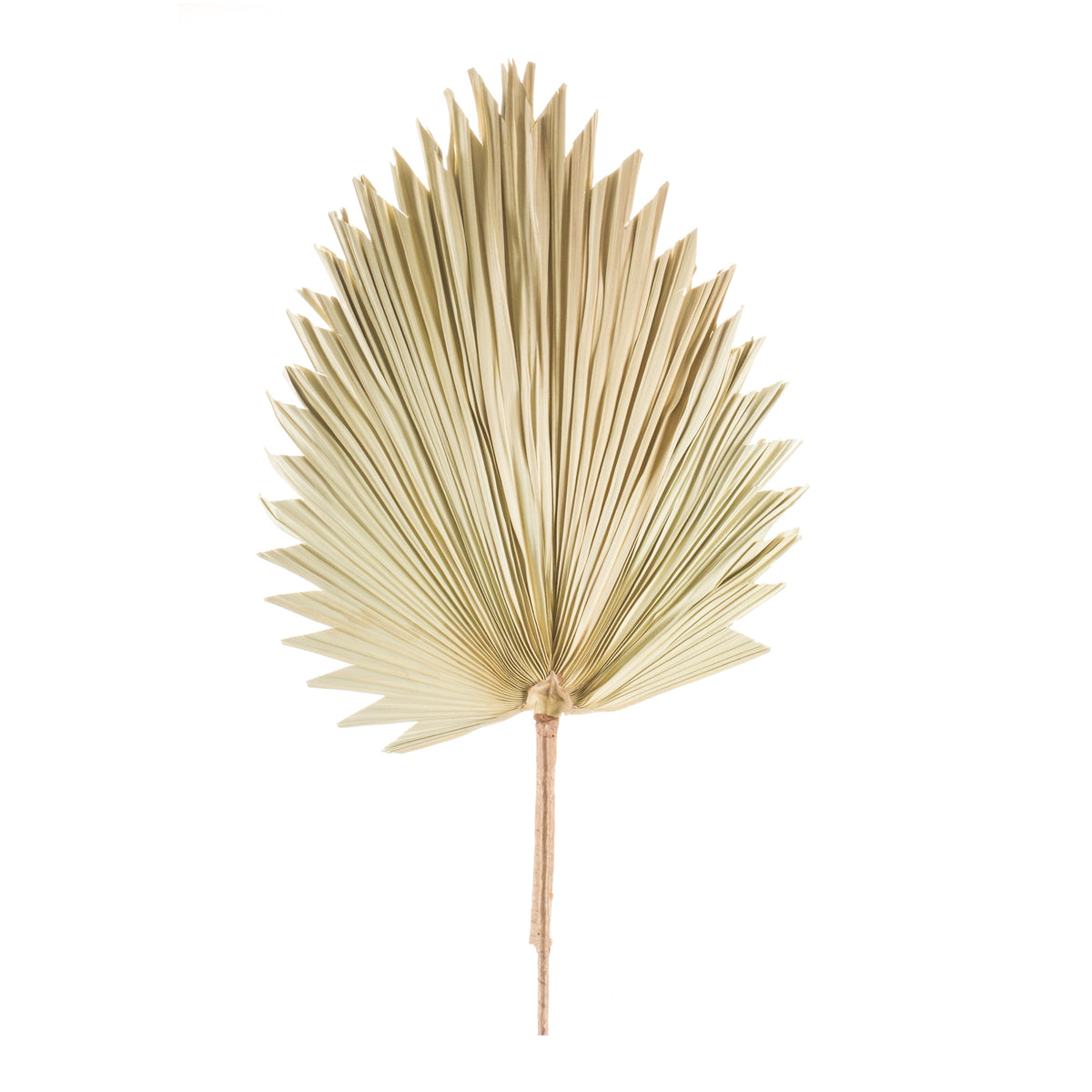 Natural Beige Fan Palm Leaf (Set of 6)