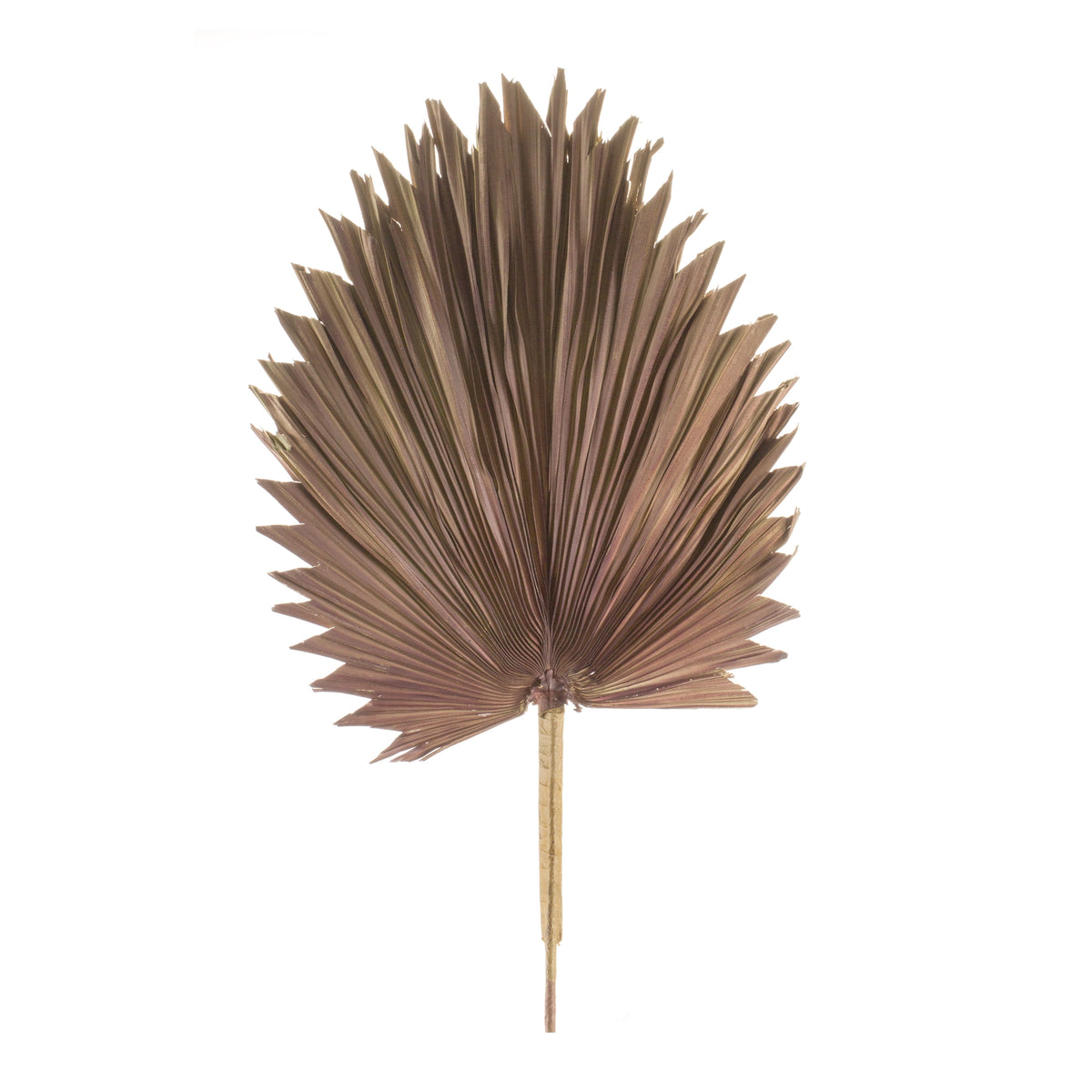 Natural Brown Fan Palm Leaf (Set of 6)