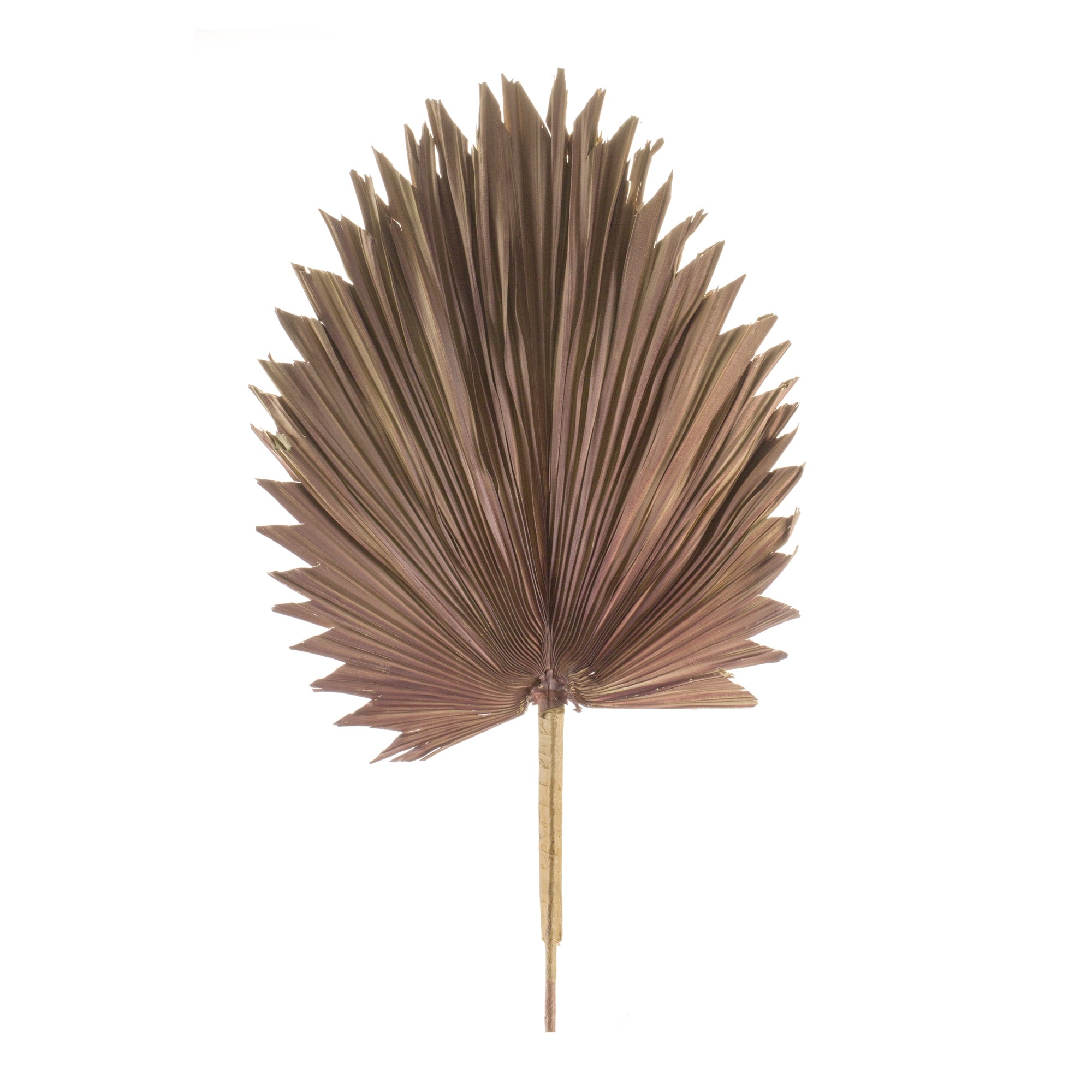 Fan Palm Leaf 42”H Natural Palm