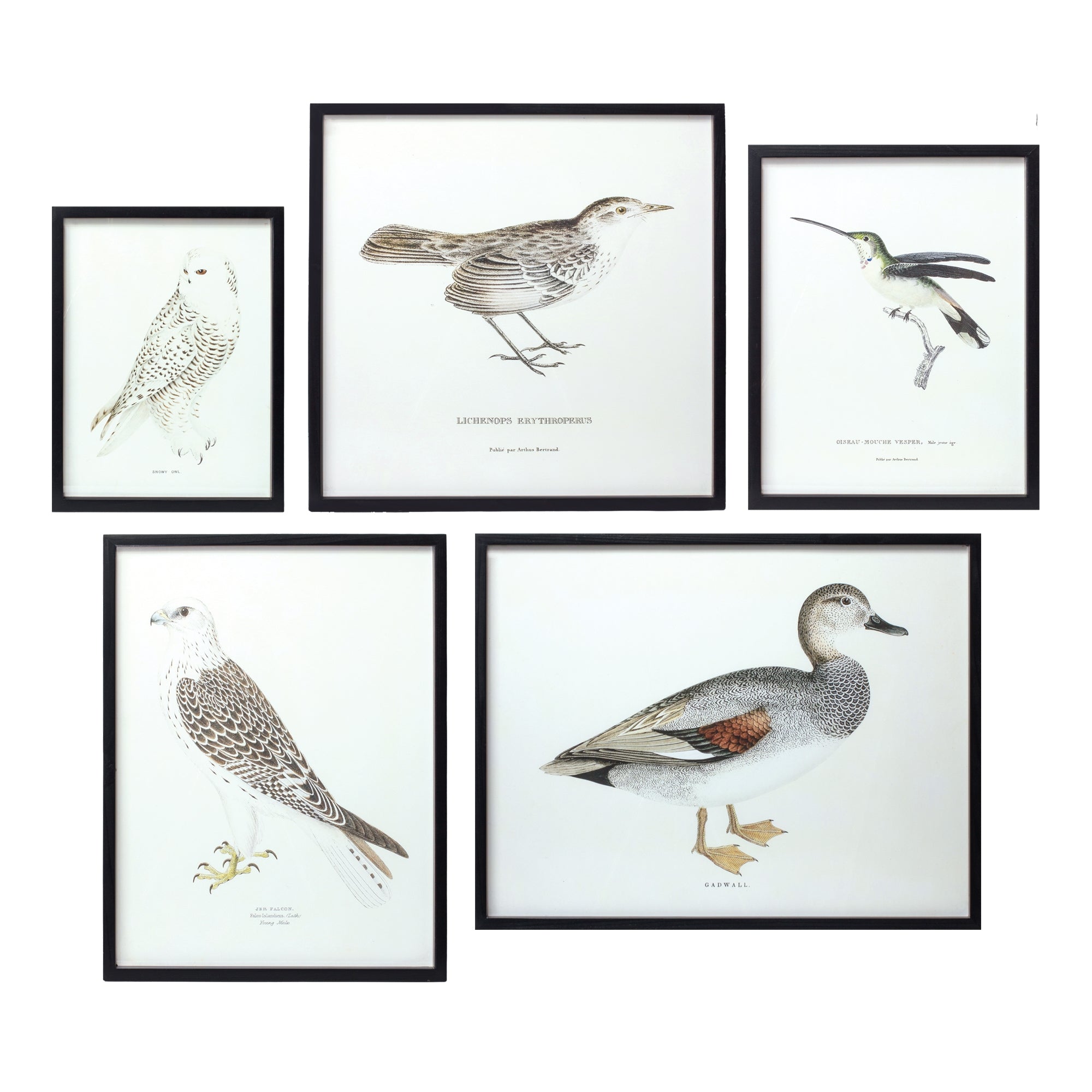 Bird Print Frame (Set of 5) 15.75"H, 17.75"H, 23.5"H, 21.75"SQ, 21.75"H Wood/Wood/Glass