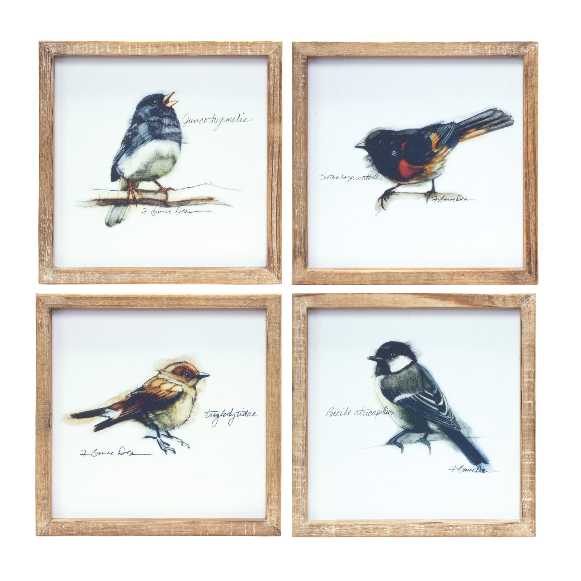 Framed Bird Print (4 Asst) 9.5”SQ Wood/Wood