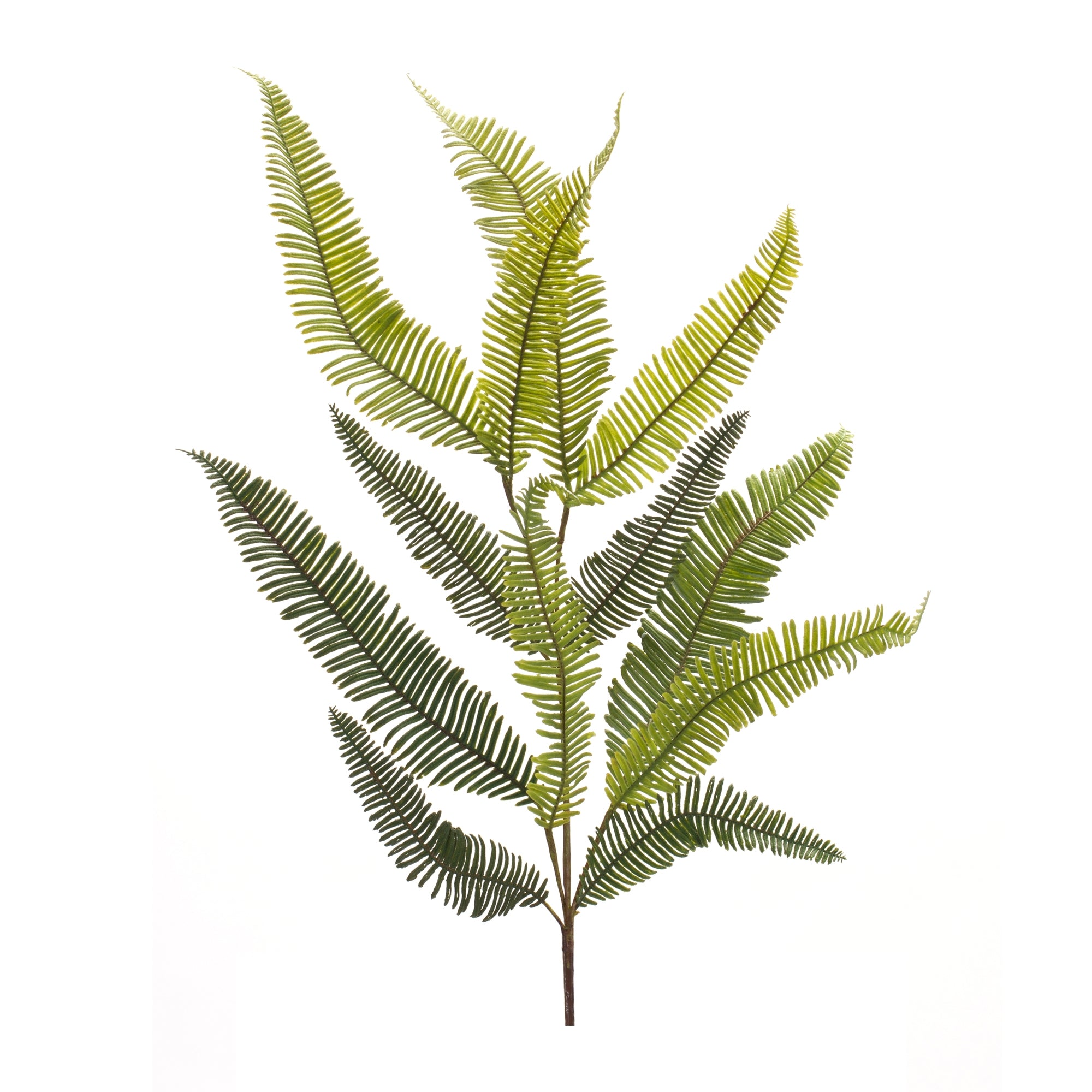 Fern Spray 39”H
