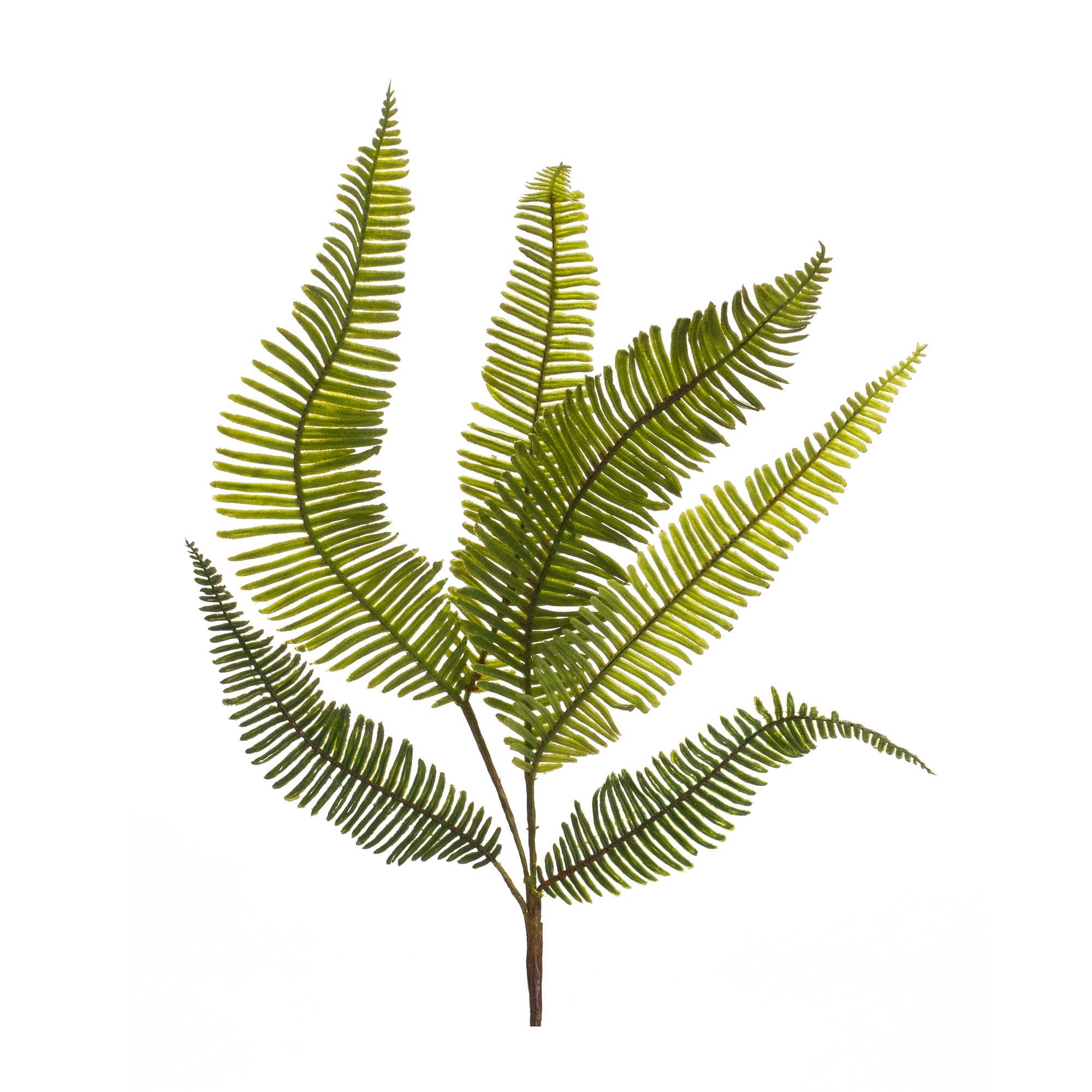 Fern Spray 28”H