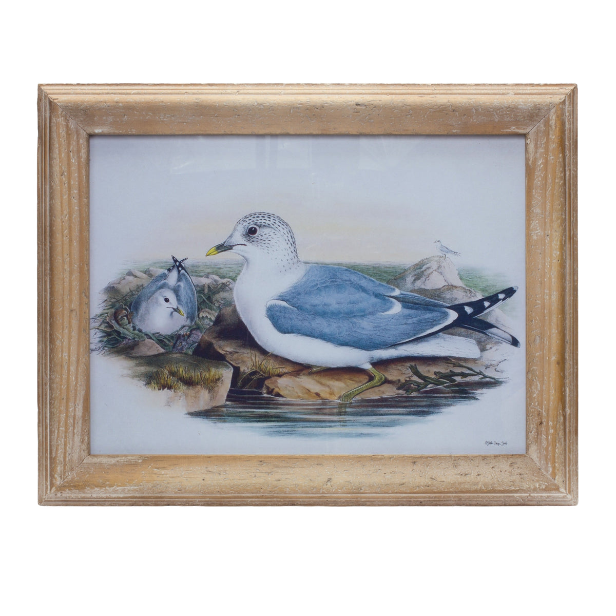 Framed Bird Print